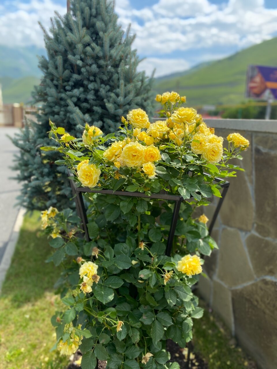 Фото Роза ветров