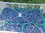 Ягоды (Tula Region, Odoevskiy District, selskoye poseleniye Vostochno-Odoyevskoye), greengrocery