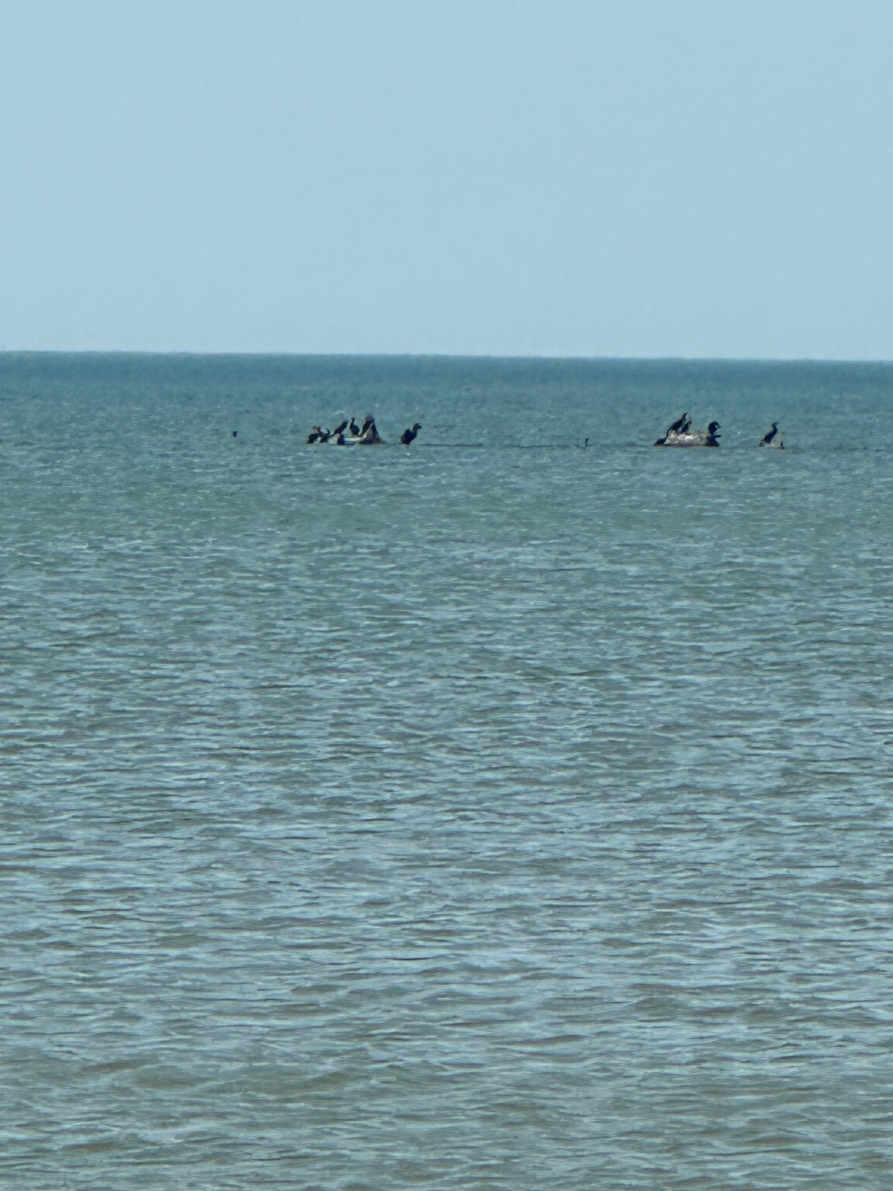 Фото Ясенская коса — Азовская краса