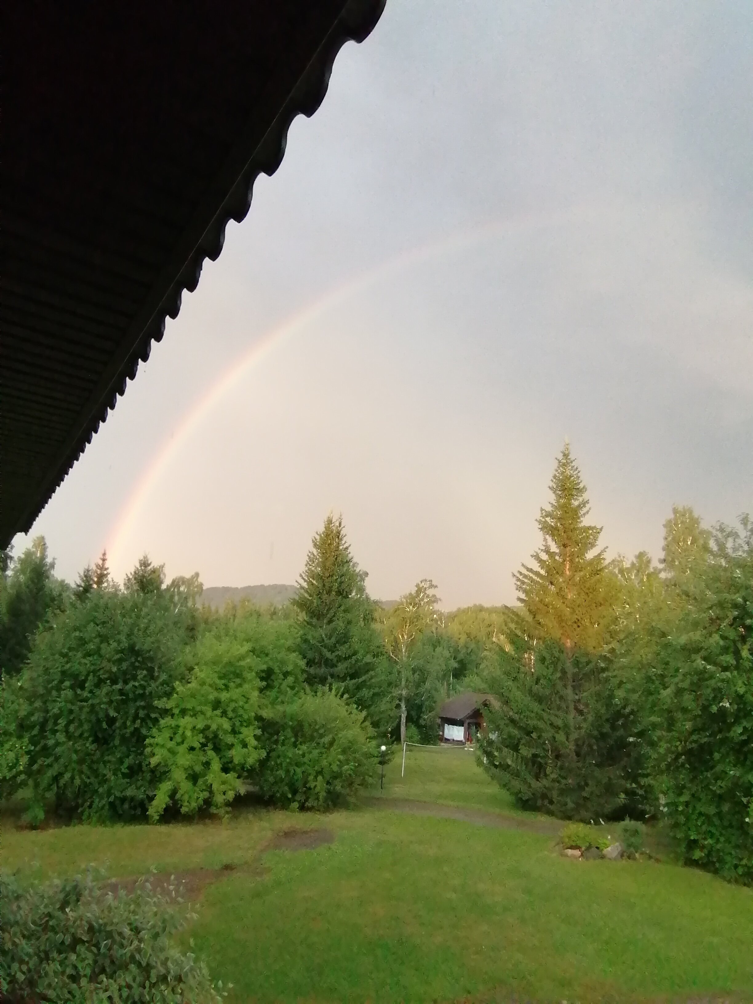 Фото Берёзка