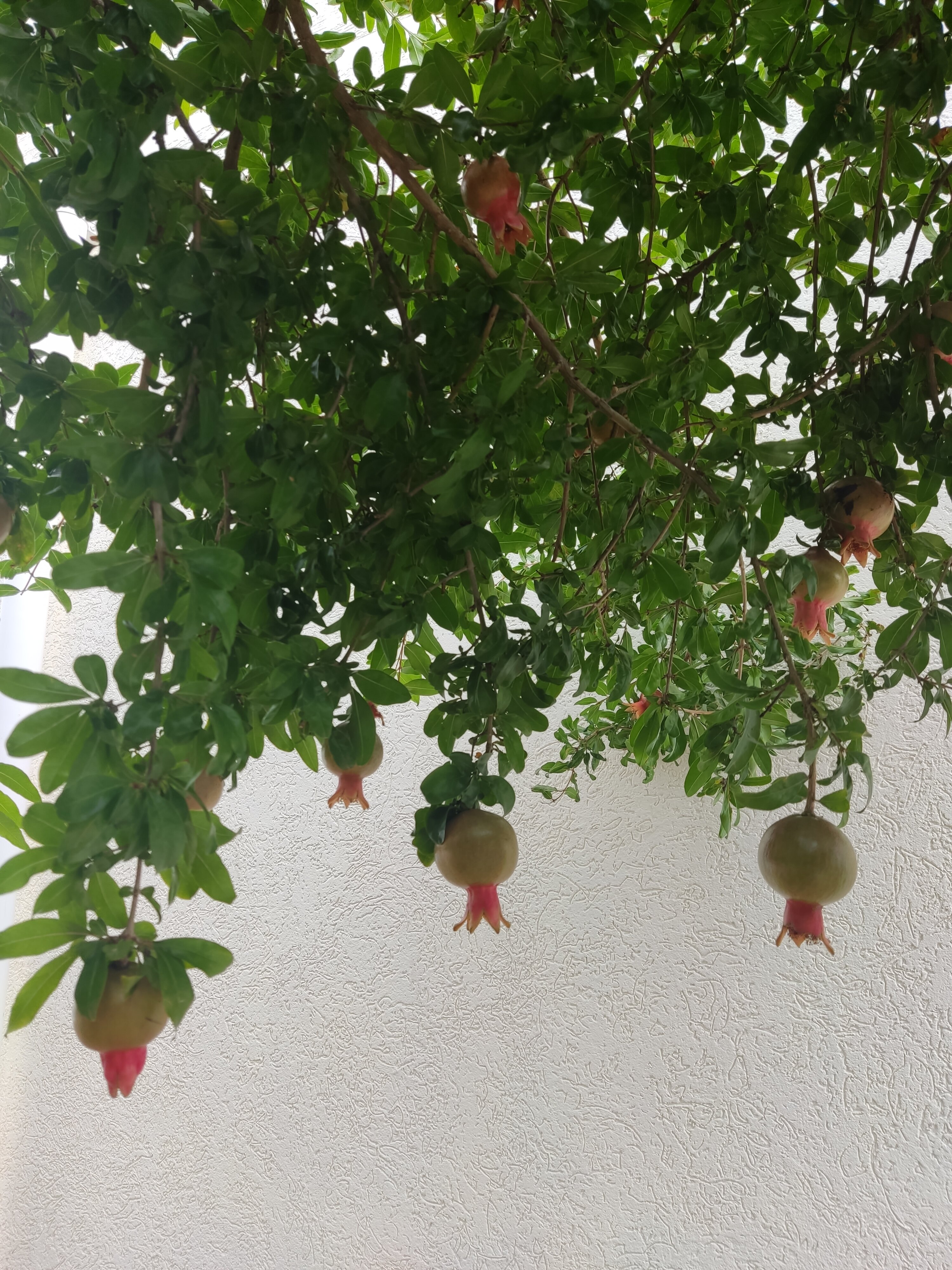 Фото Ангелина