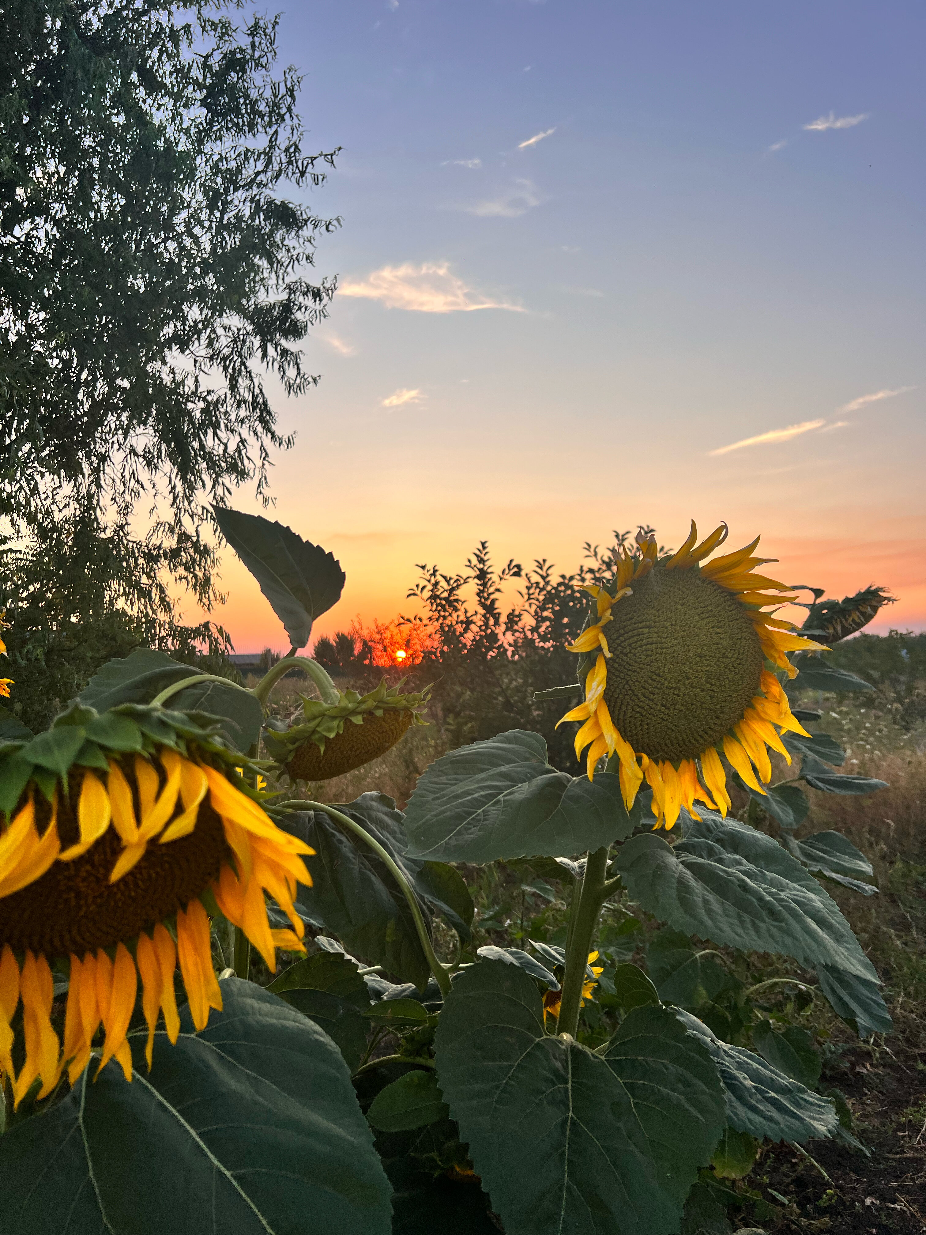 Фото Фазенда