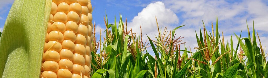 Agricultural machinery, equipment Azim Agricultural Tools, Germencik, photo