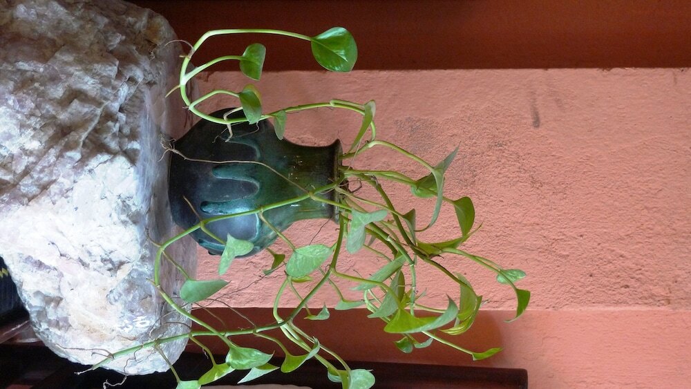 Фото Hotel Garden Queen