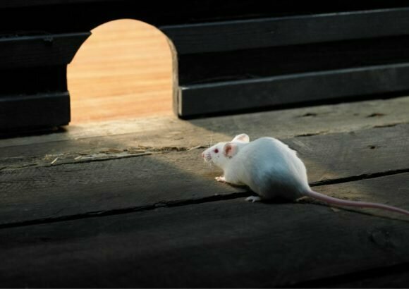 Disinfection, disinsection, deratization Alo Bug World, Antalya, photo