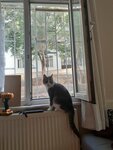 Cat Screen - Pvc Repair (Istanbul, Beyoglu, Sururi Mehmet Efendi Neighborhood, Ince Kas Street, 17) ، شبكات الحماية من البعوض