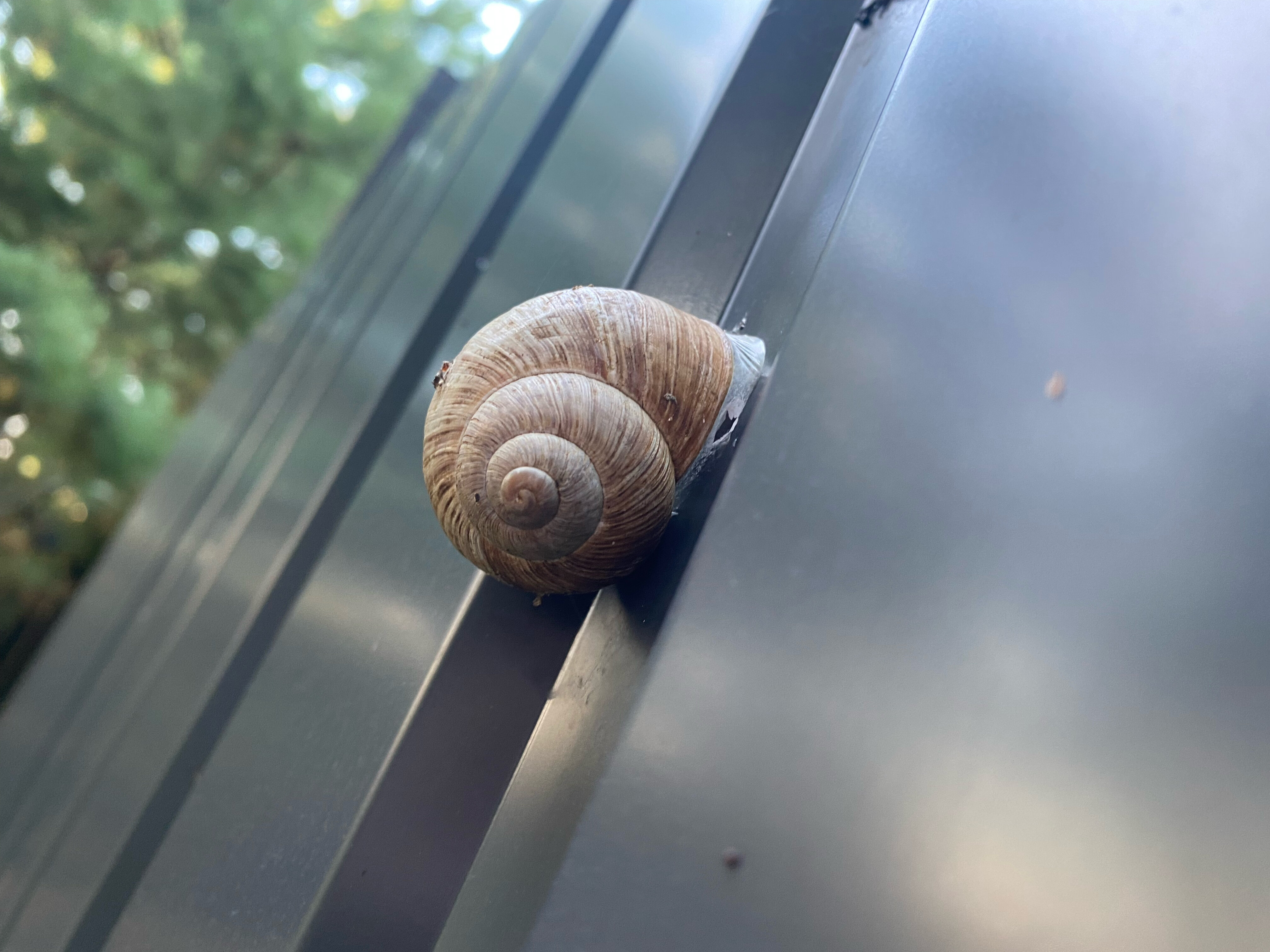 Фото Кусочек рая в соснах