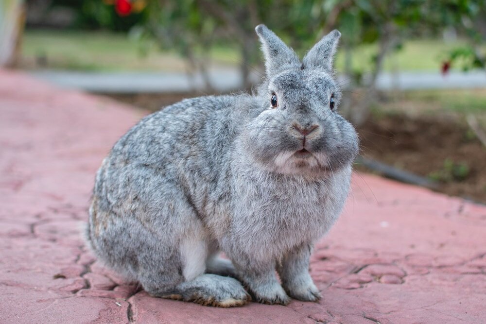 Фото Отель Hl Miraflor Suites