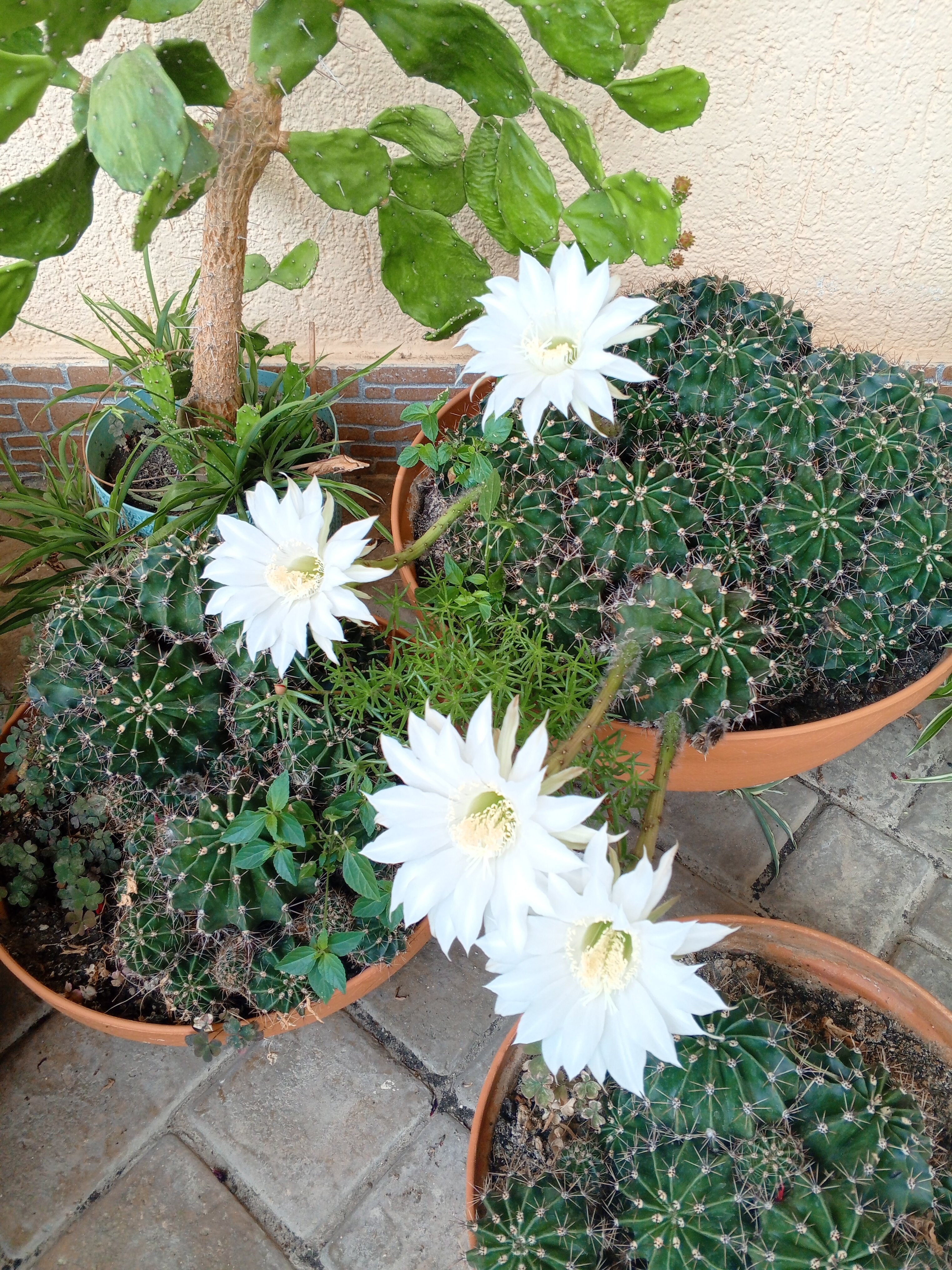 Фото Черноморская