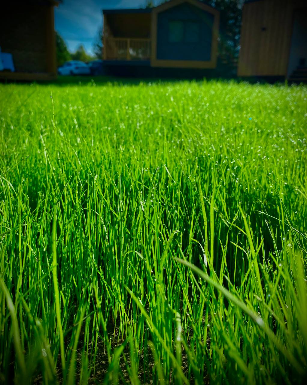 Фото Белая Морошка