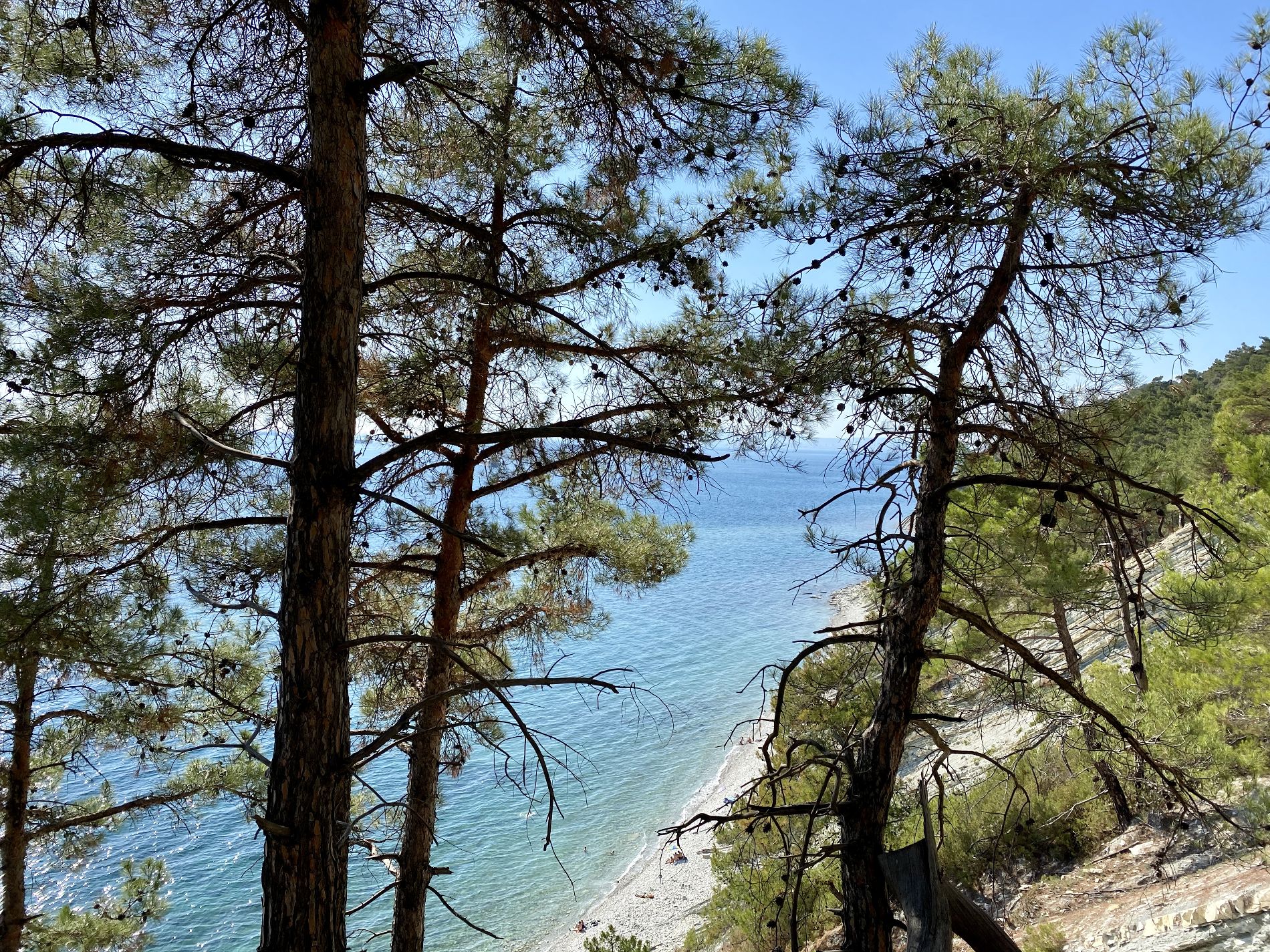 Фото Елки и Иголки