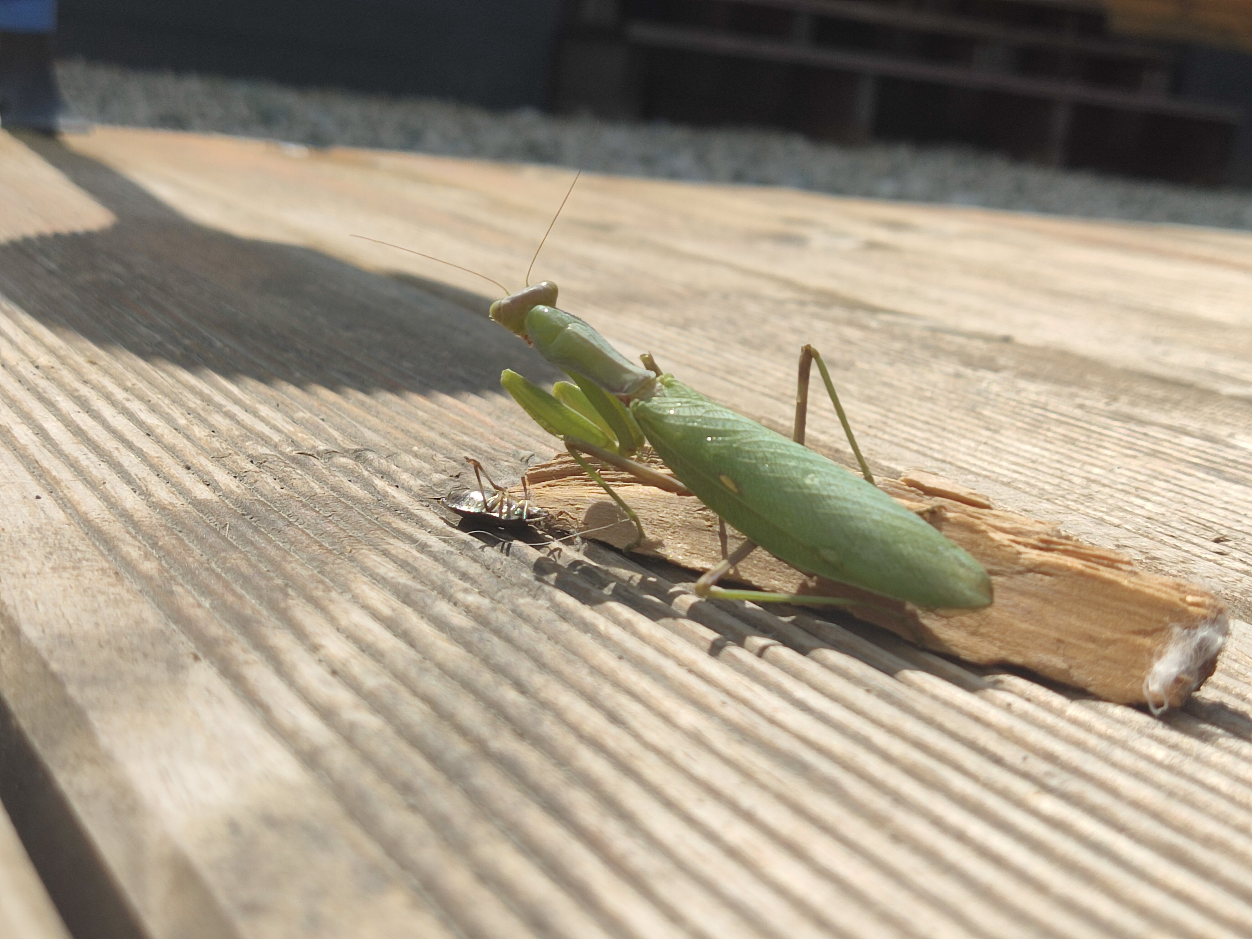 Фото Eco Hotel Luna