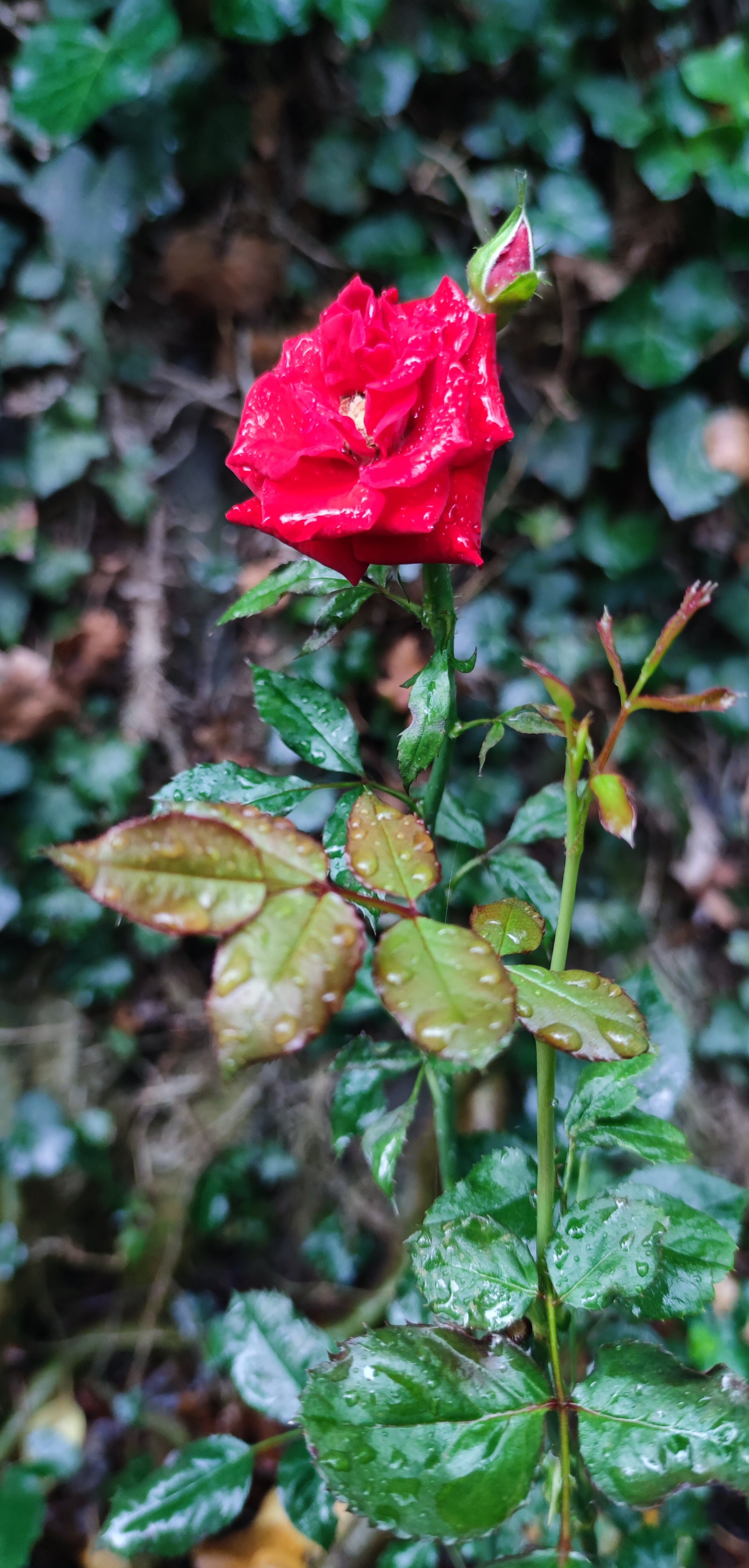 Фото Альбатрос