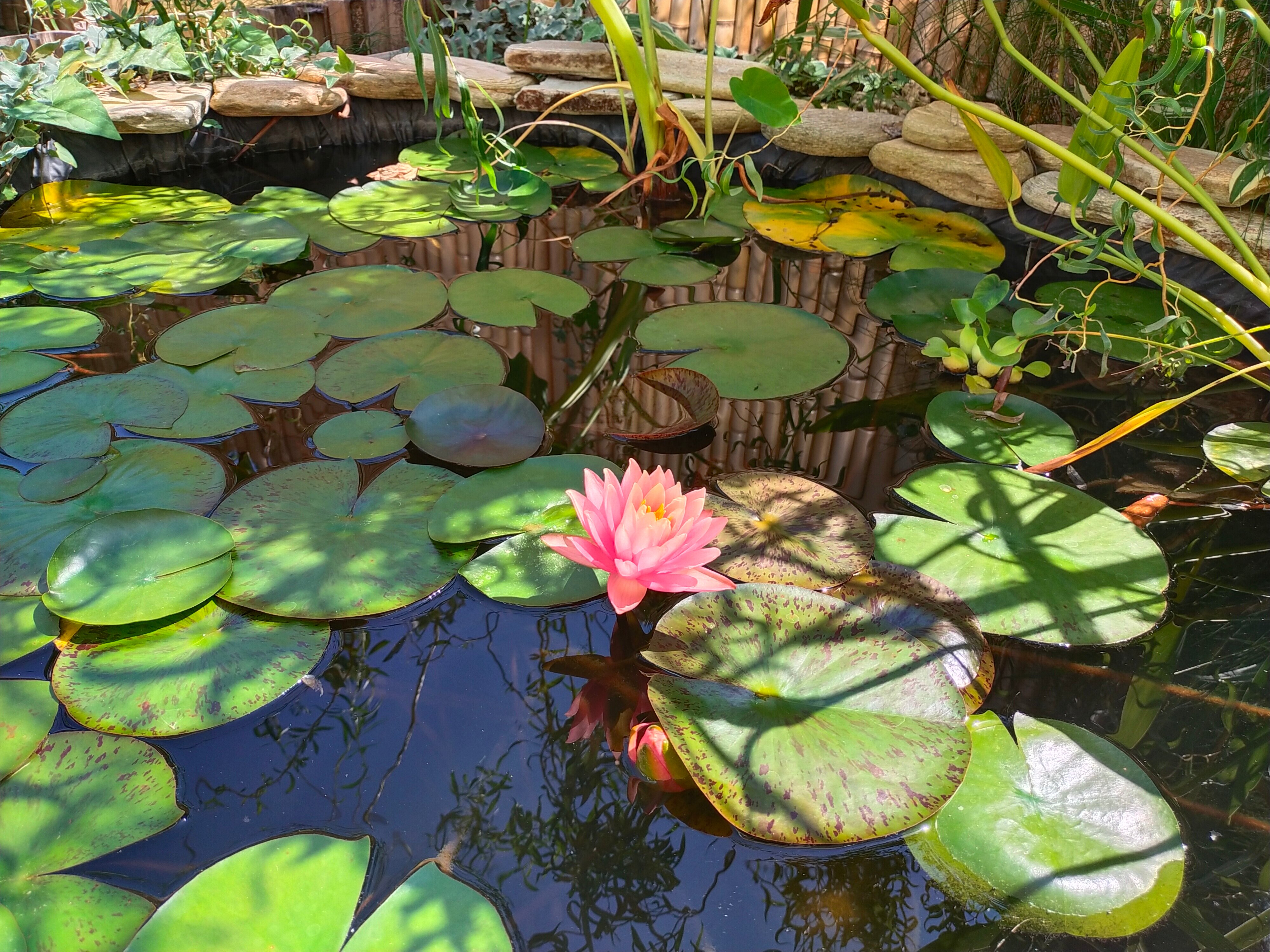 Фото Вилла Чудачка