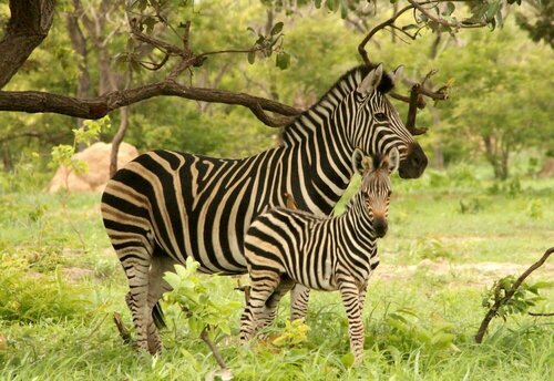 Гостиница Fathala Wildlife Reserve