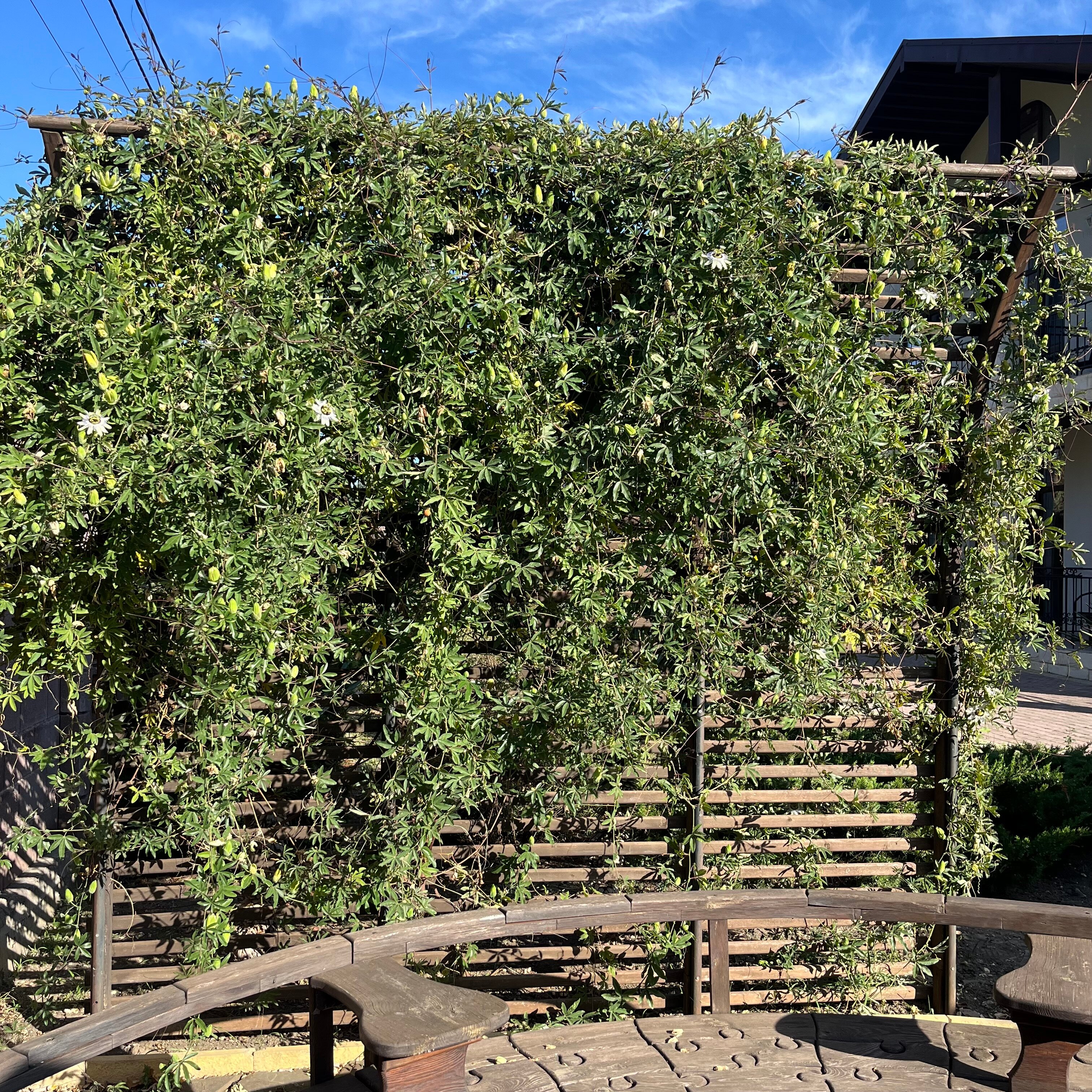 Фото Шато Блан