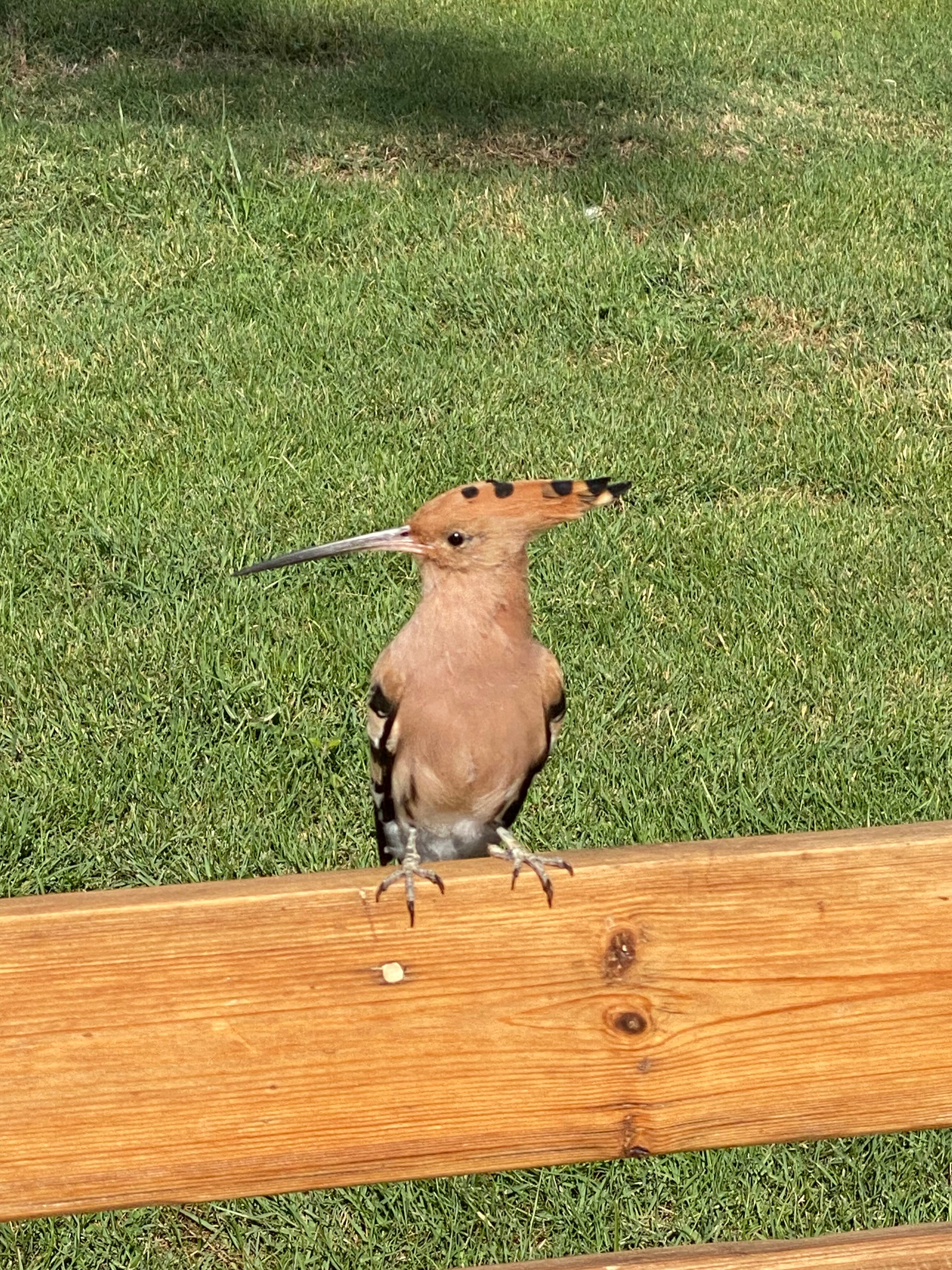 Фото Grand Rotana Resort & SPA 