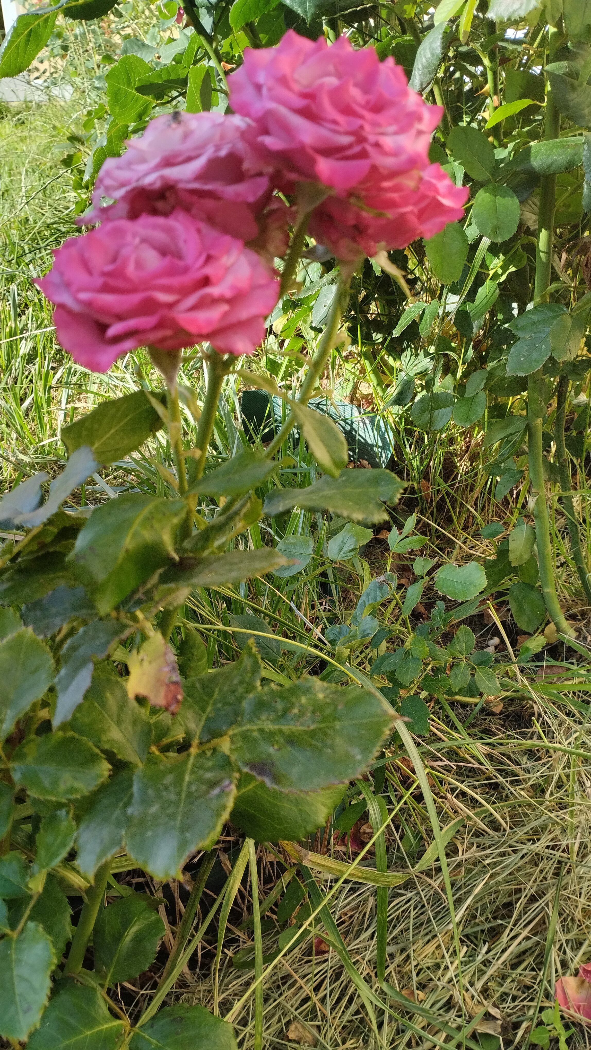 Фото Усадьба Приморское