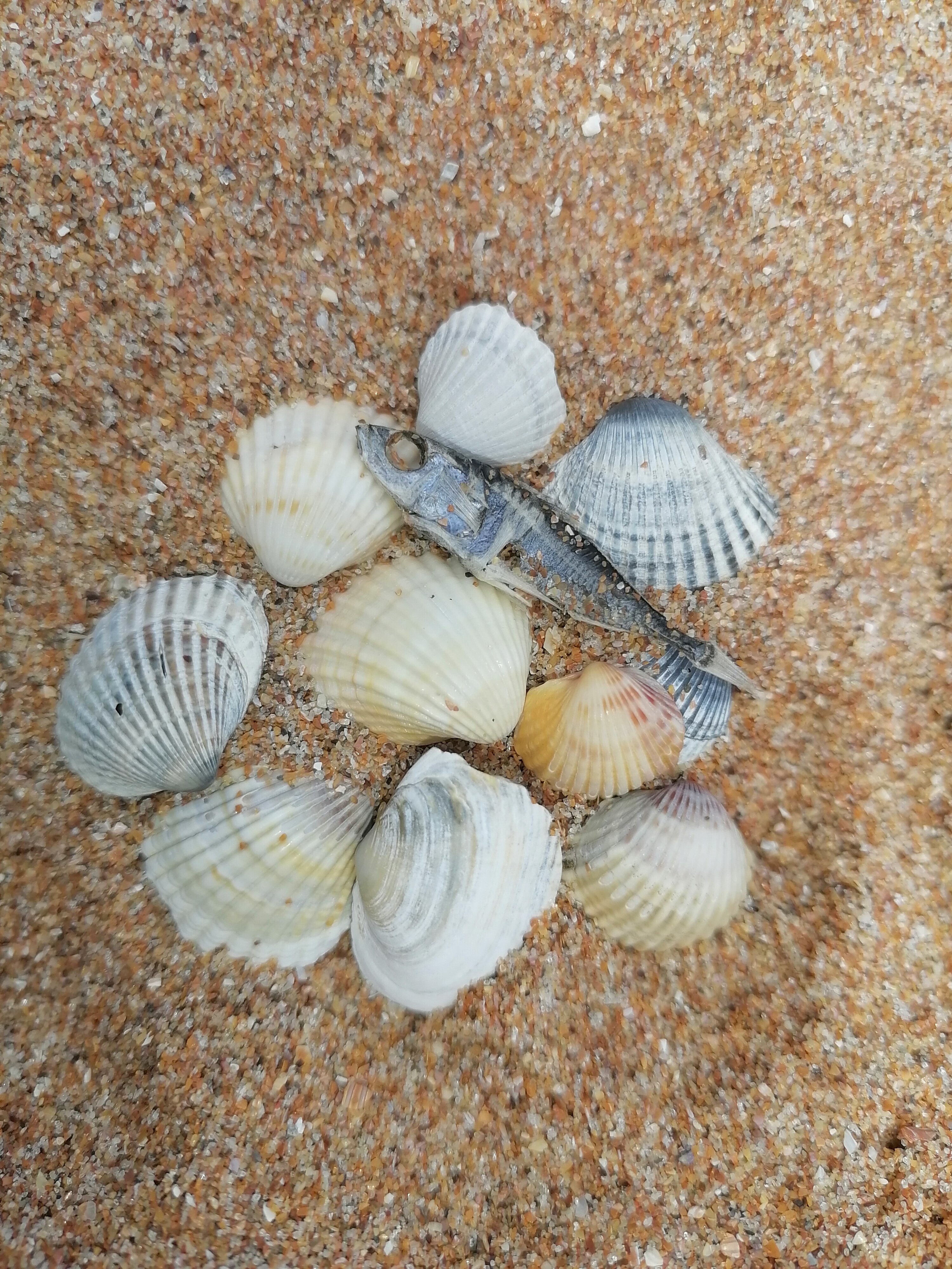 Фото Альбатрос