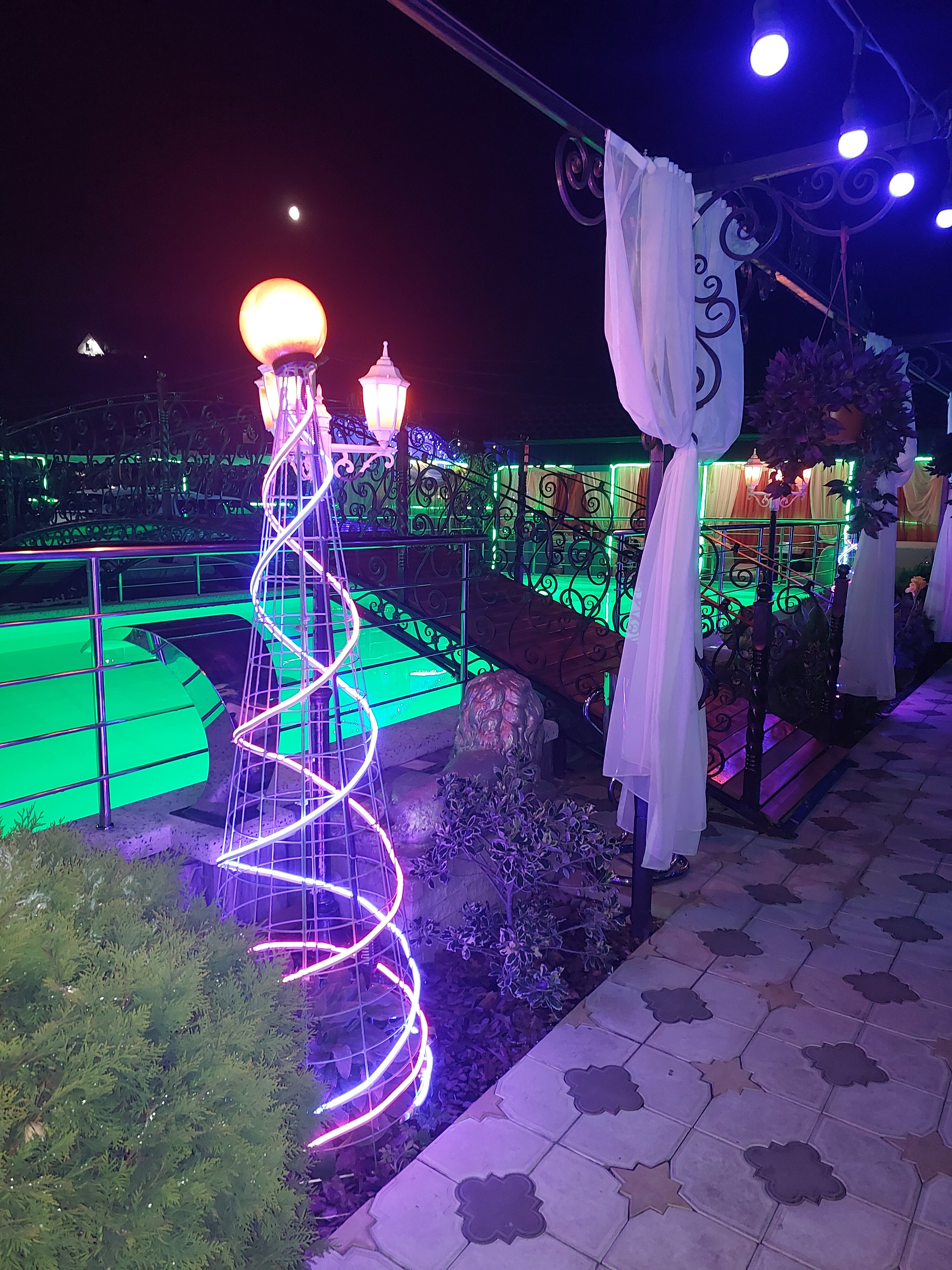 Фото Анютины Глазки