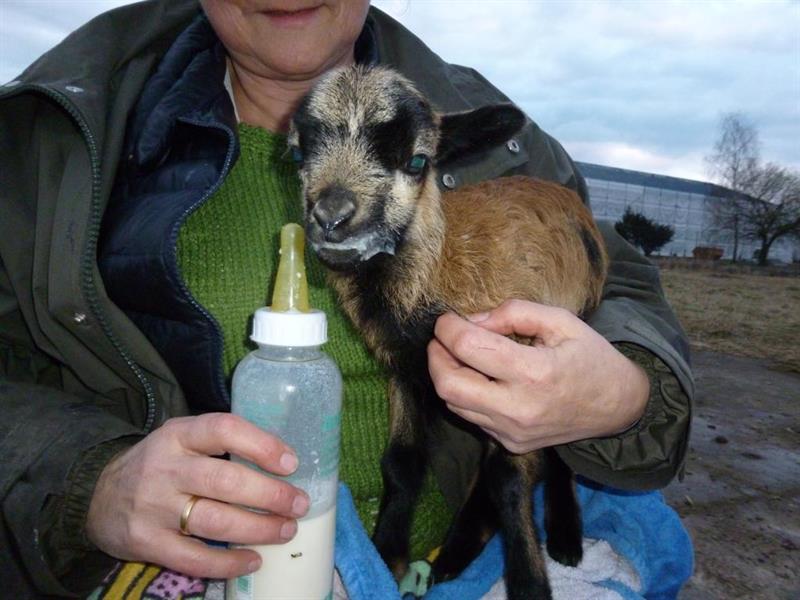 Фото Hotel Lavendelhof & Eselhof Nauen