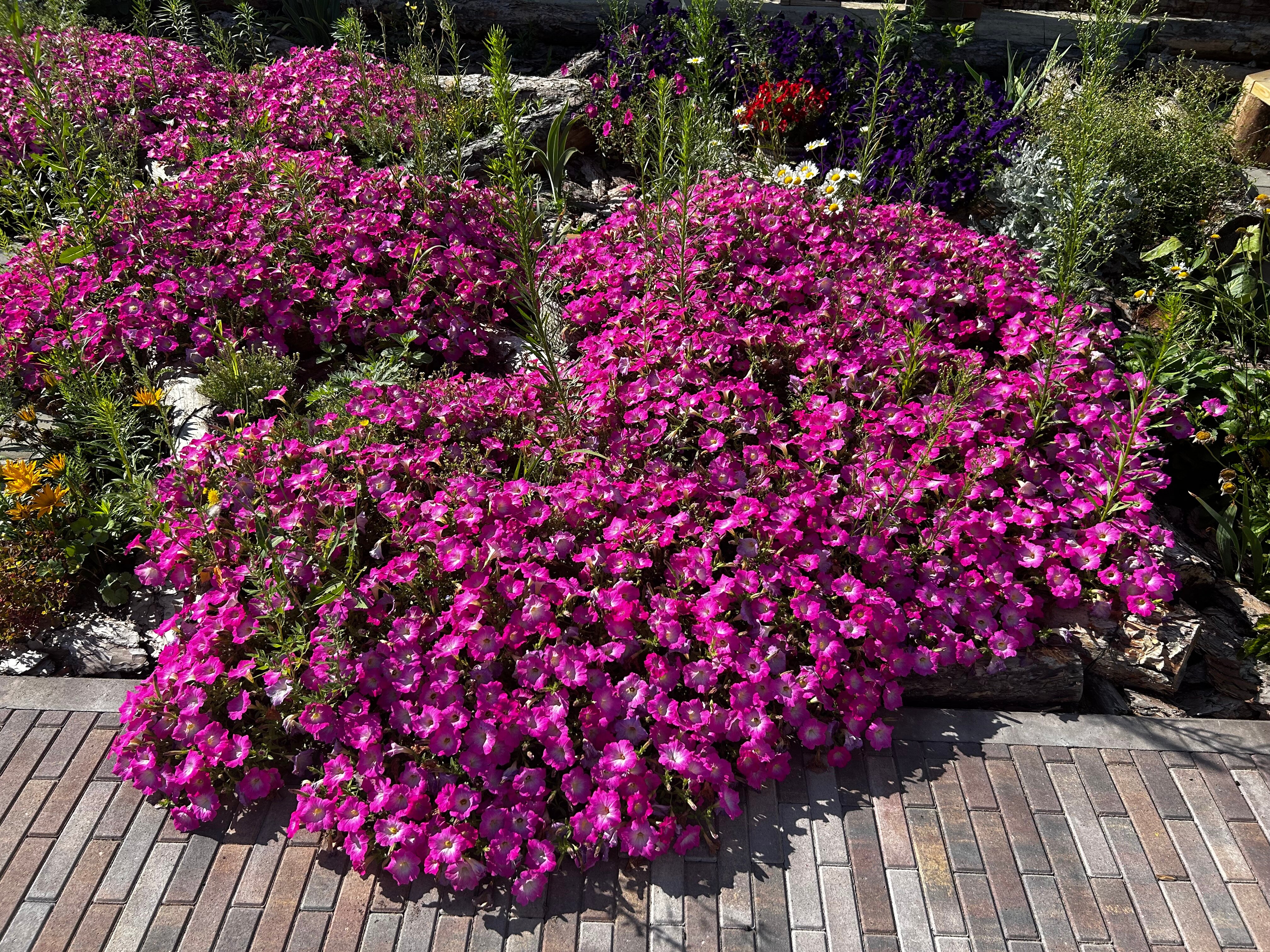 Фото Папоротник