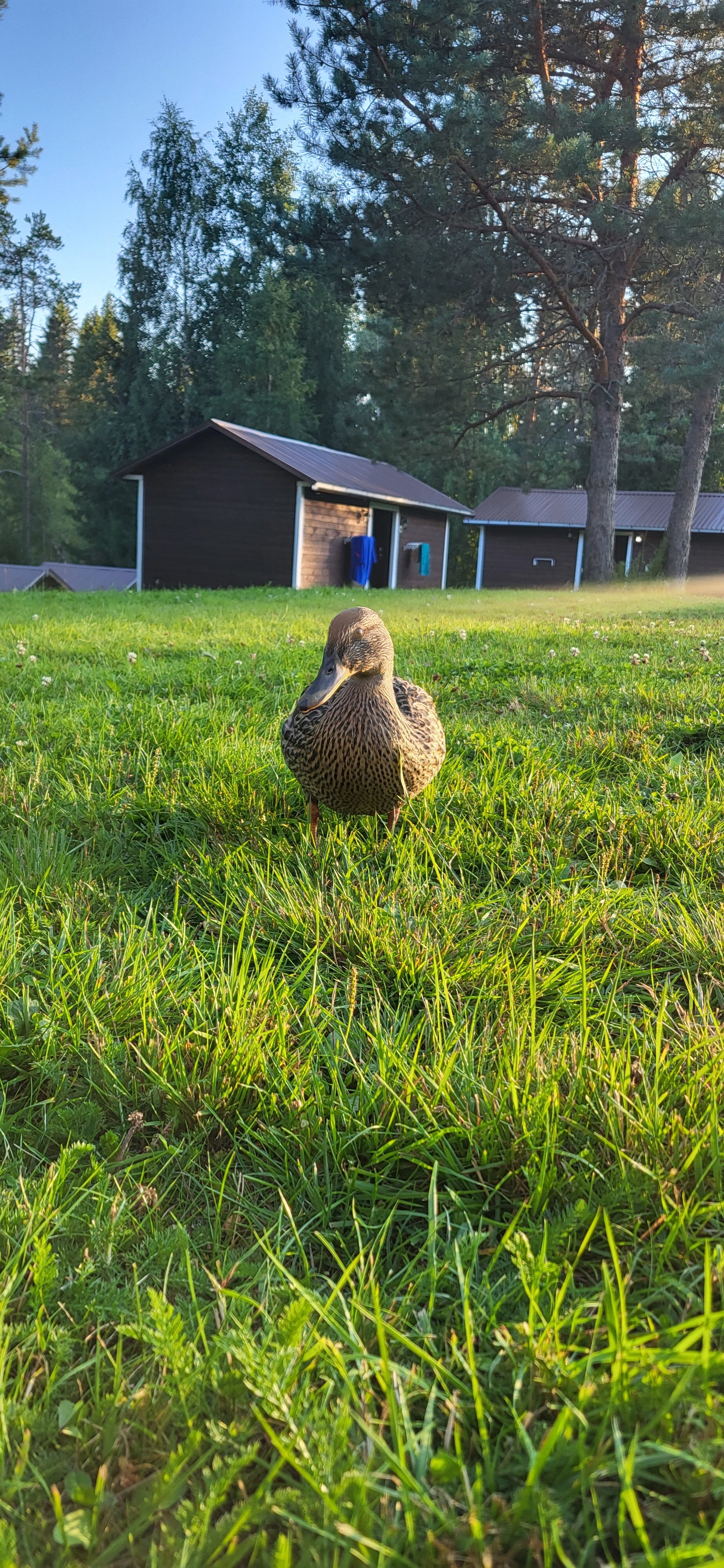 Фото Фортуна