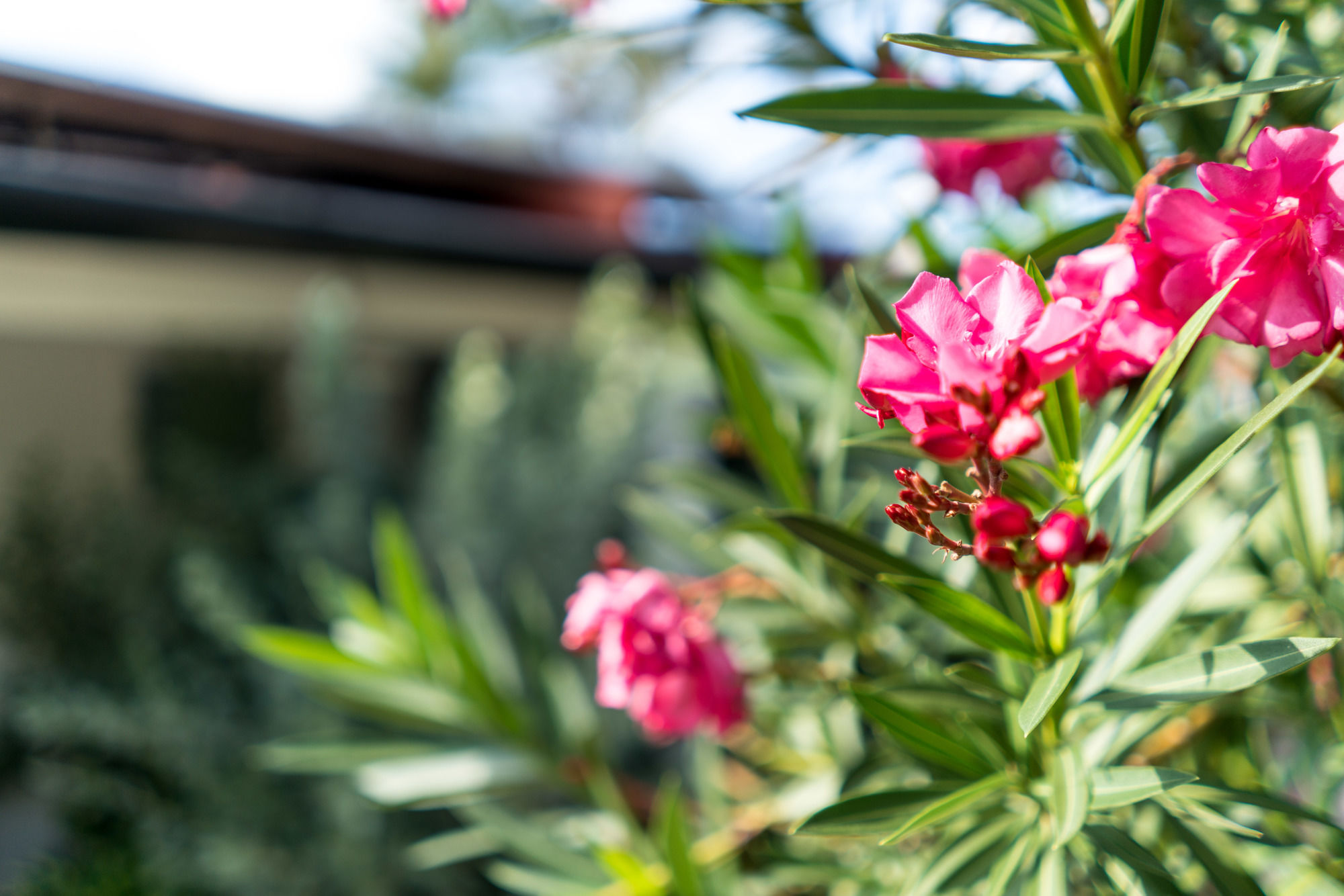 Фото Cas Elizabeth