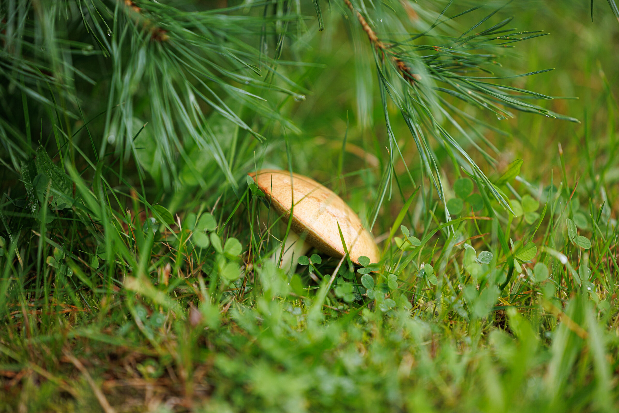 Фото Веточка