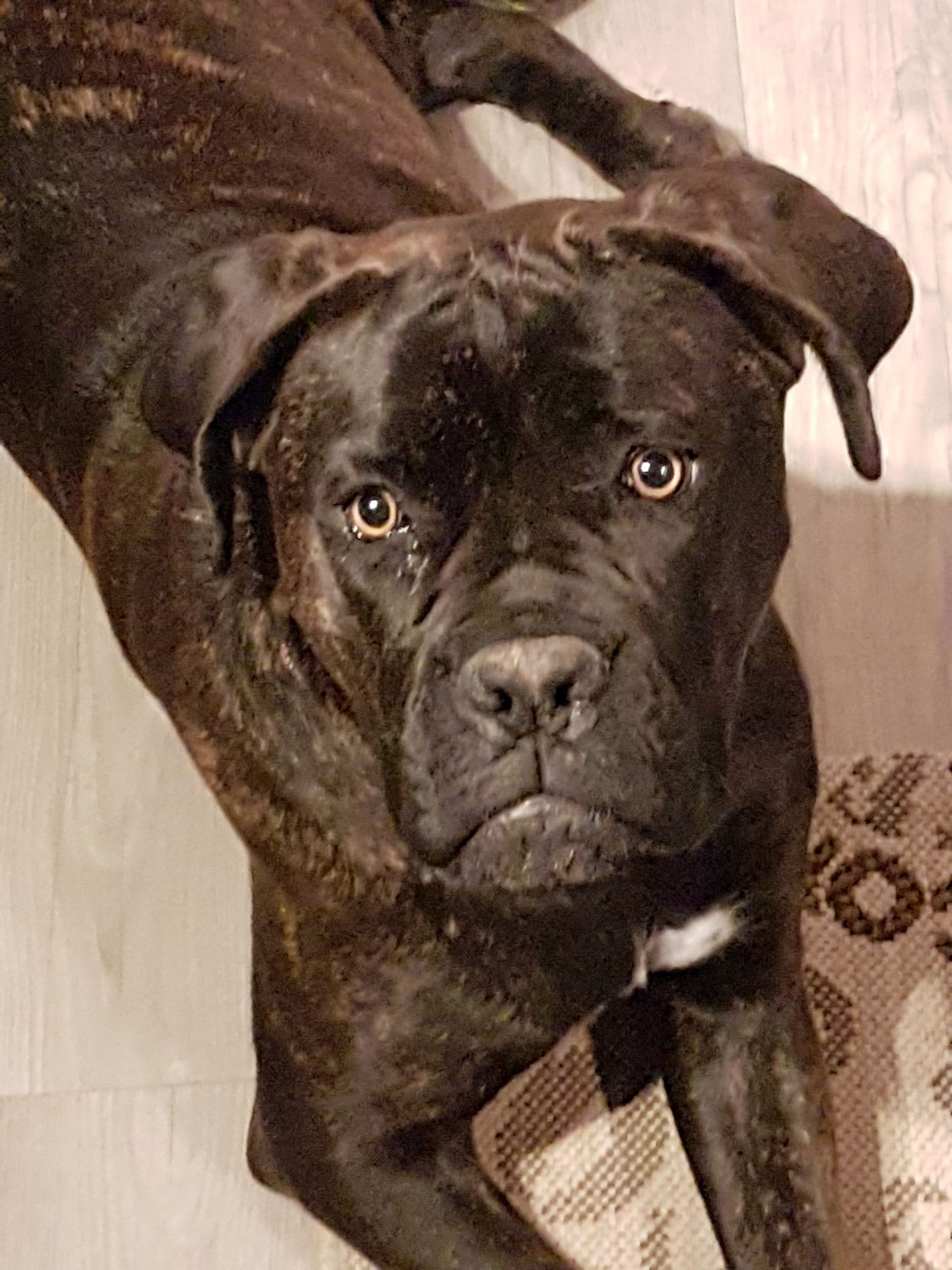 Фото Pullman Toulouse Airport