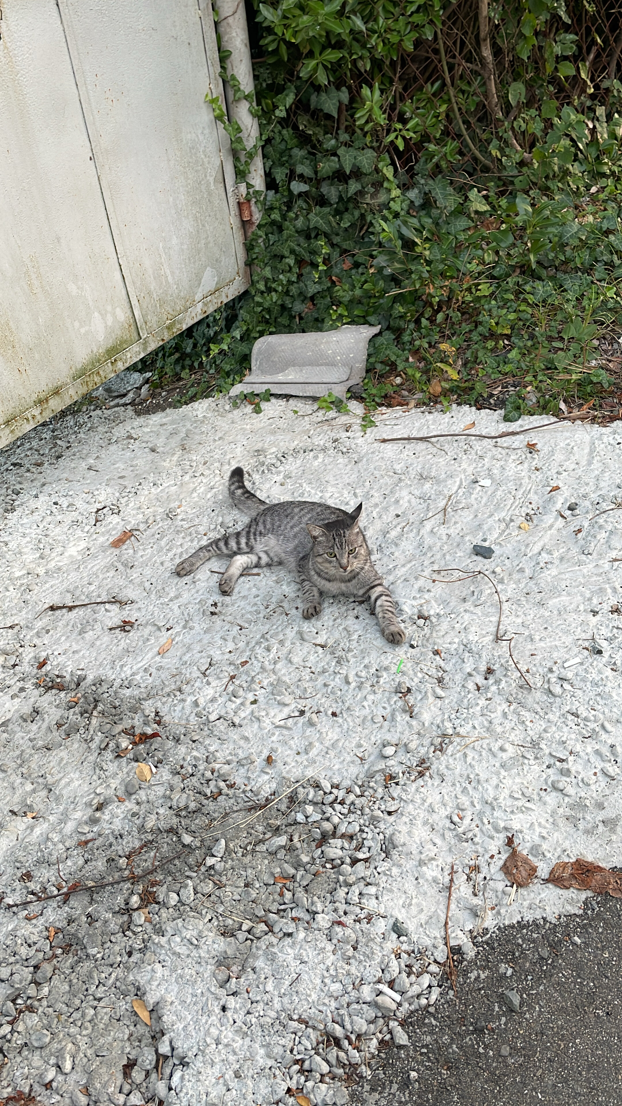 Фото Ланселот