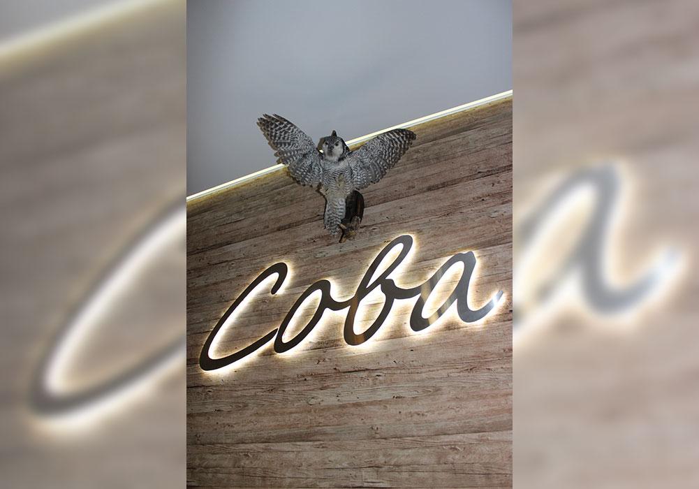 Фото Сова