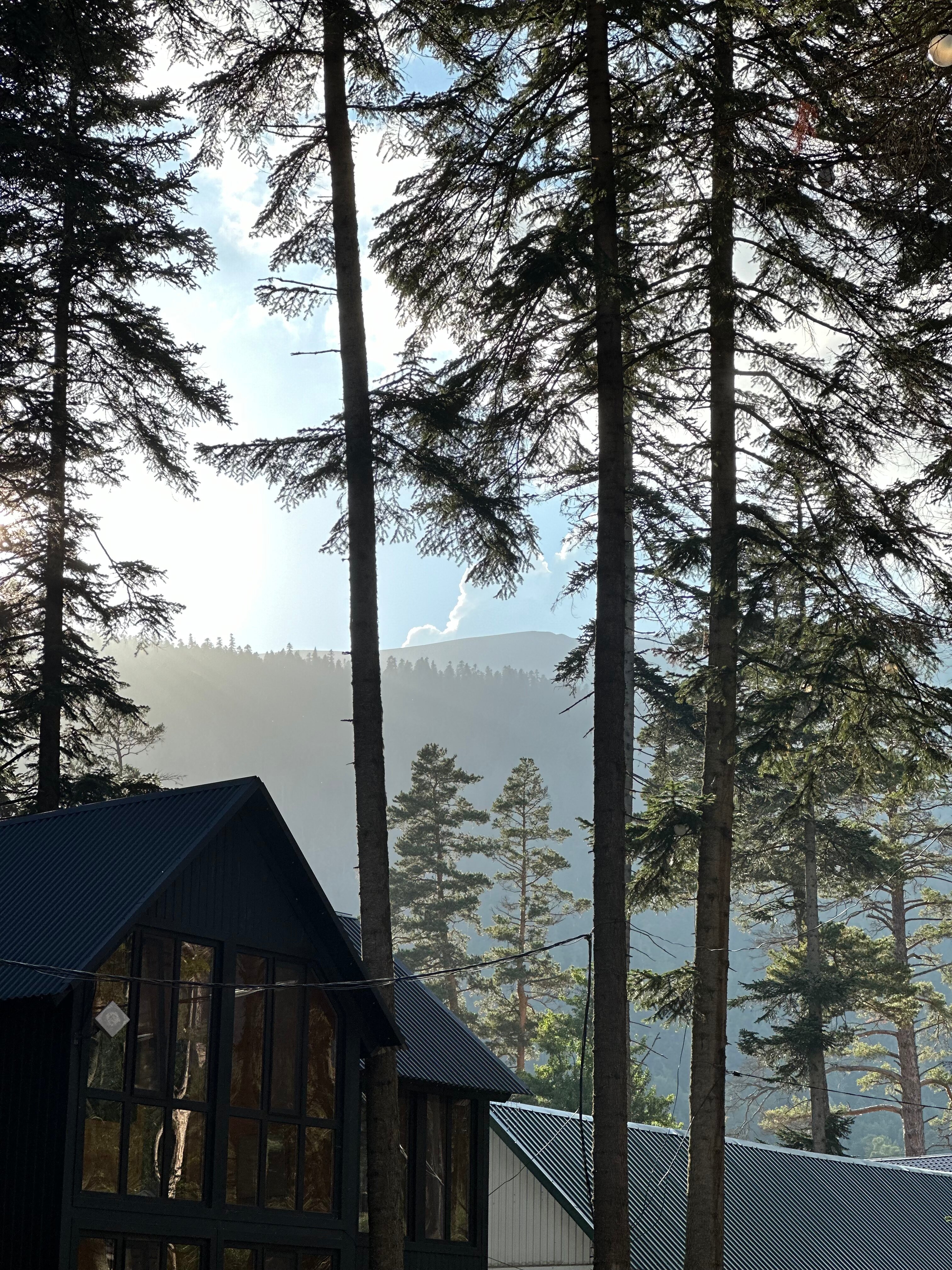 Фото Пихтовый парк