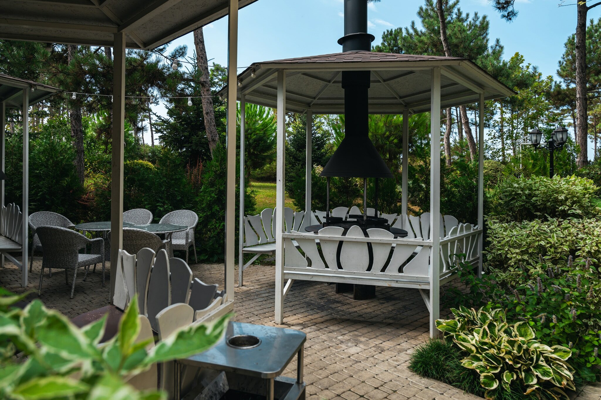 Фото Розмарин