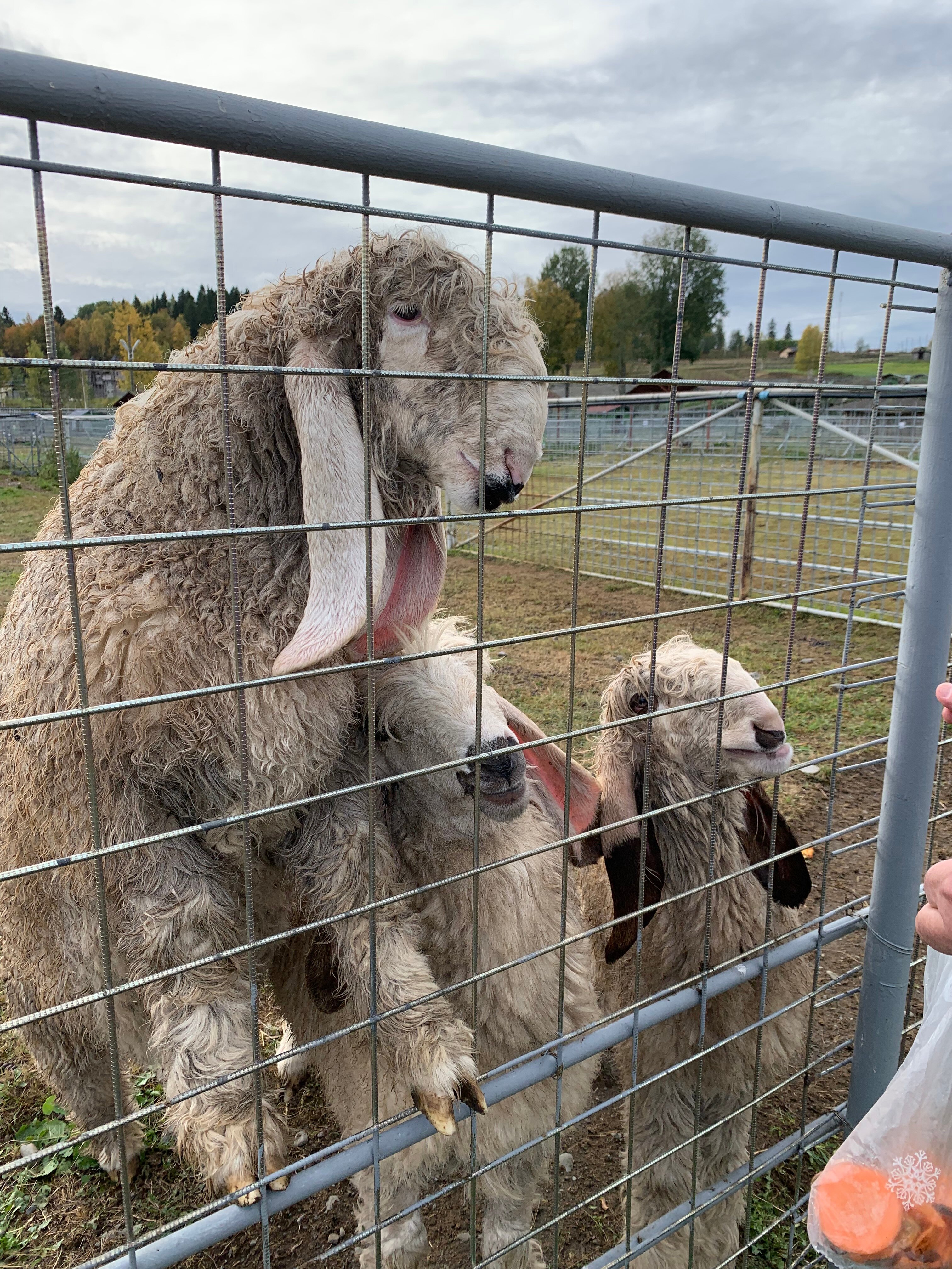 Фото Хутор Васильевых
