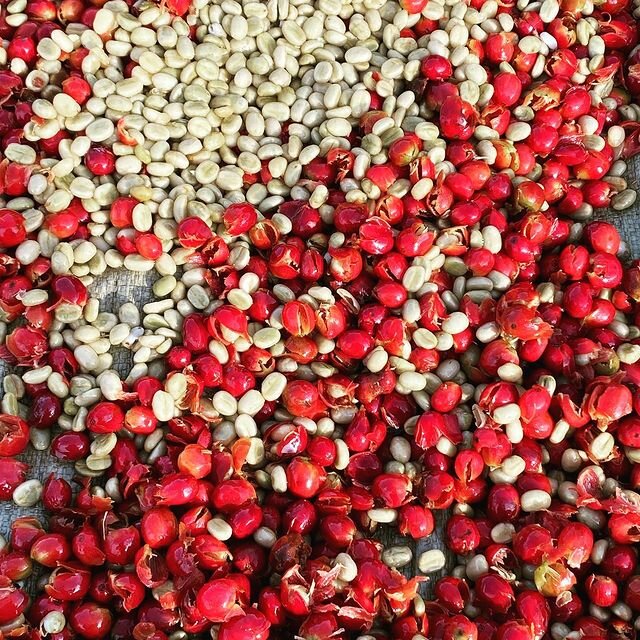 Coffee machines Golden, Torbali, photo