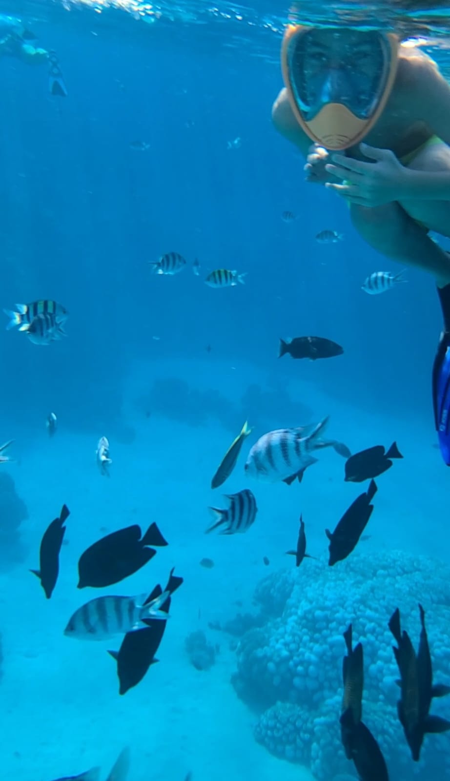 Фото Sentido Reef Oasis Senses Aqua Park Resort