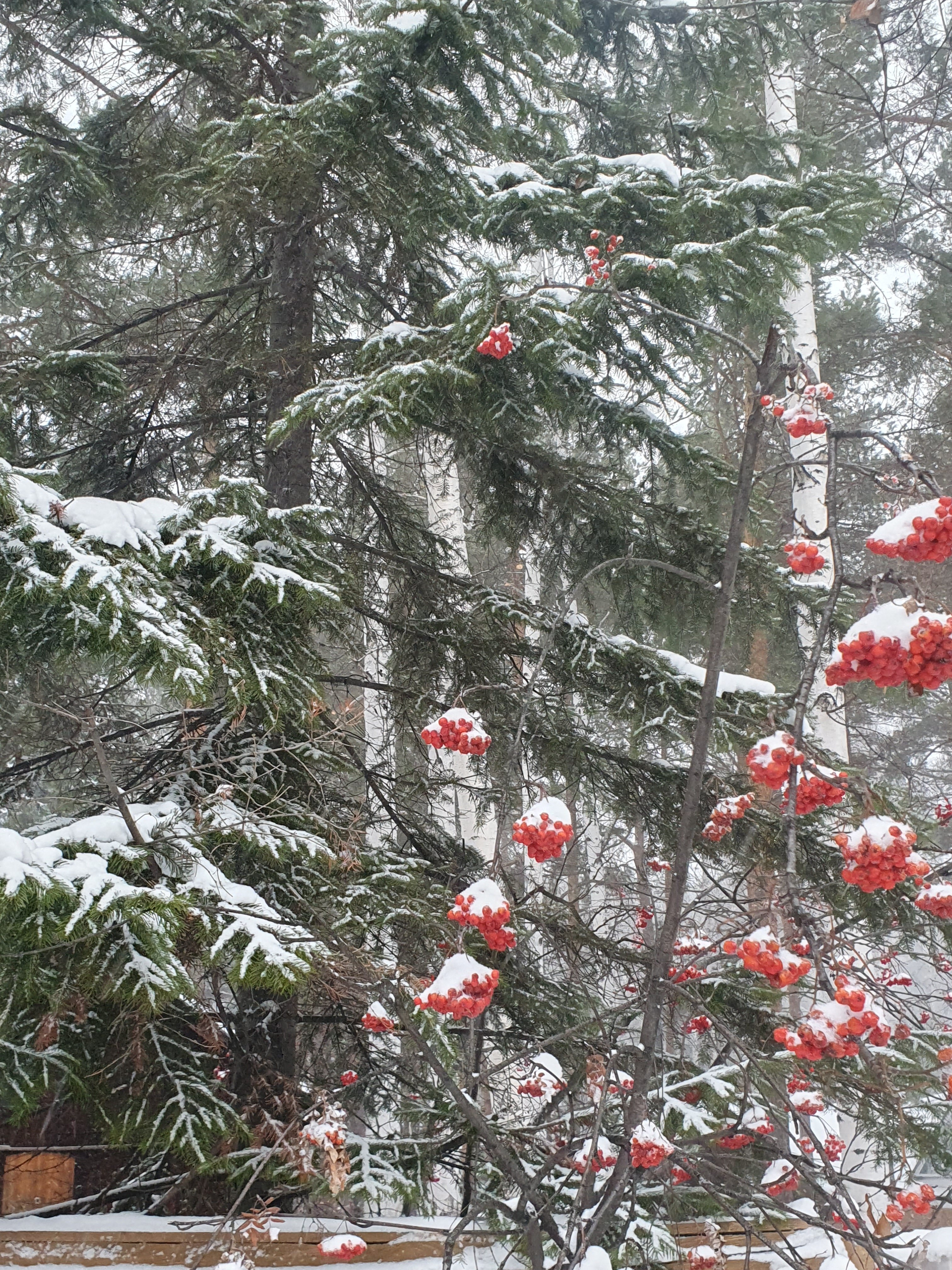 Фото Сосны-Лес