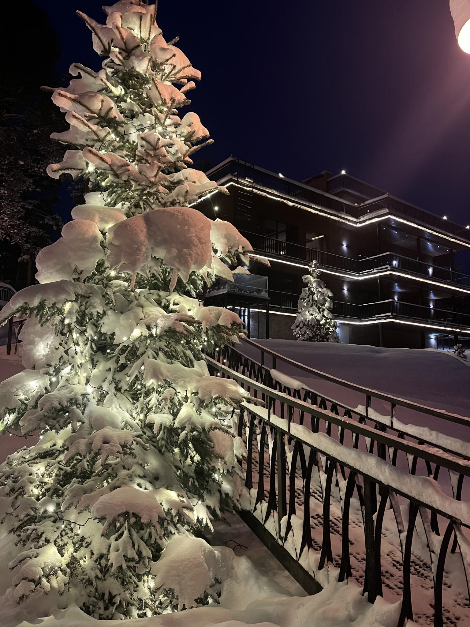 Фото Северный сад