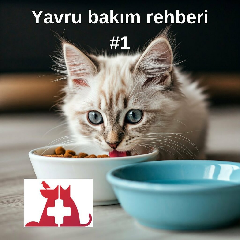 Veterinary clinic Yusuf Sayin Veterinary Clinic, Antalya, photo