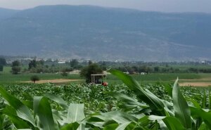 Ali Baba Restaurant (Aydin, Çine, Çaltı Mah.), restaurant