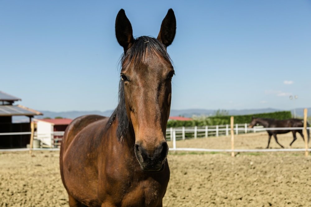 Фото Podere San Giuseppe
