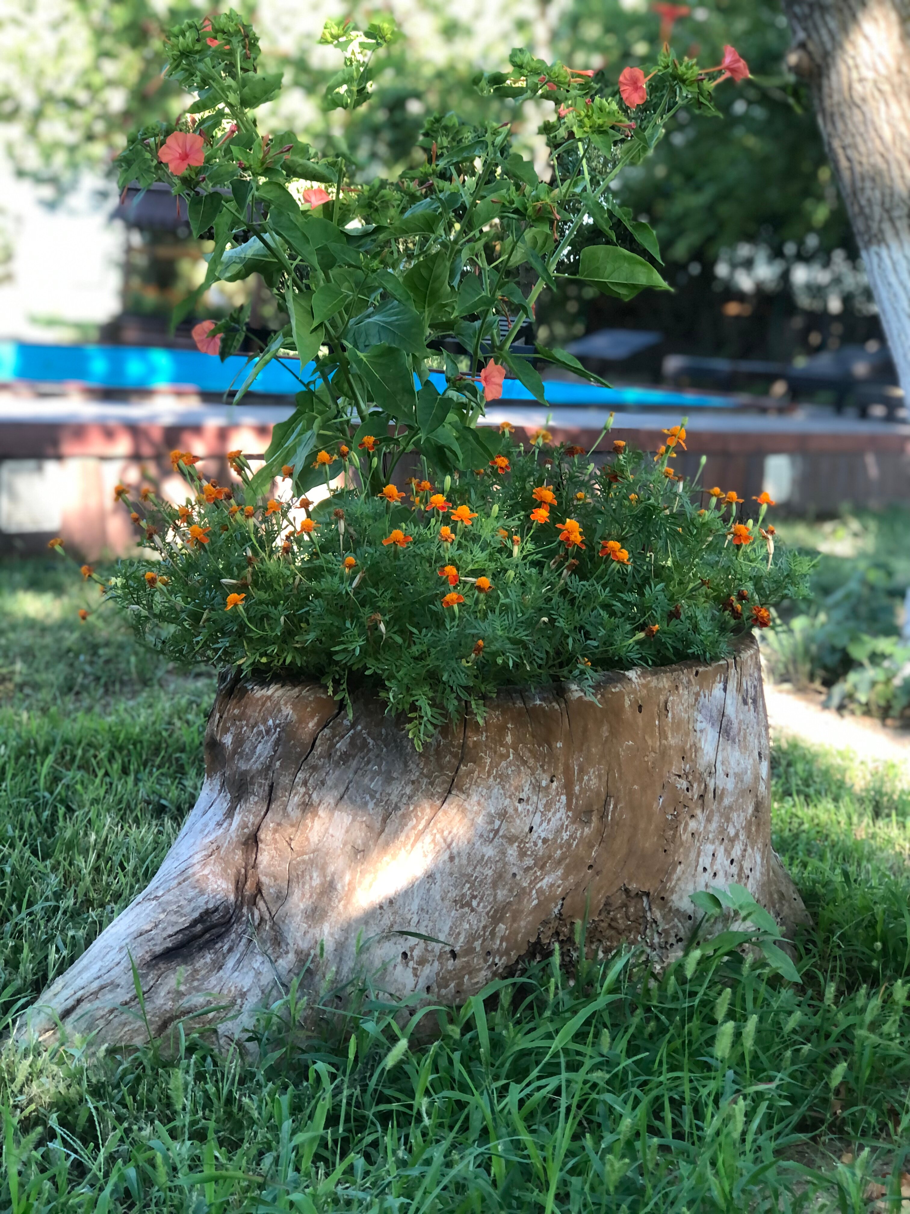 Фото Золотой Лотос