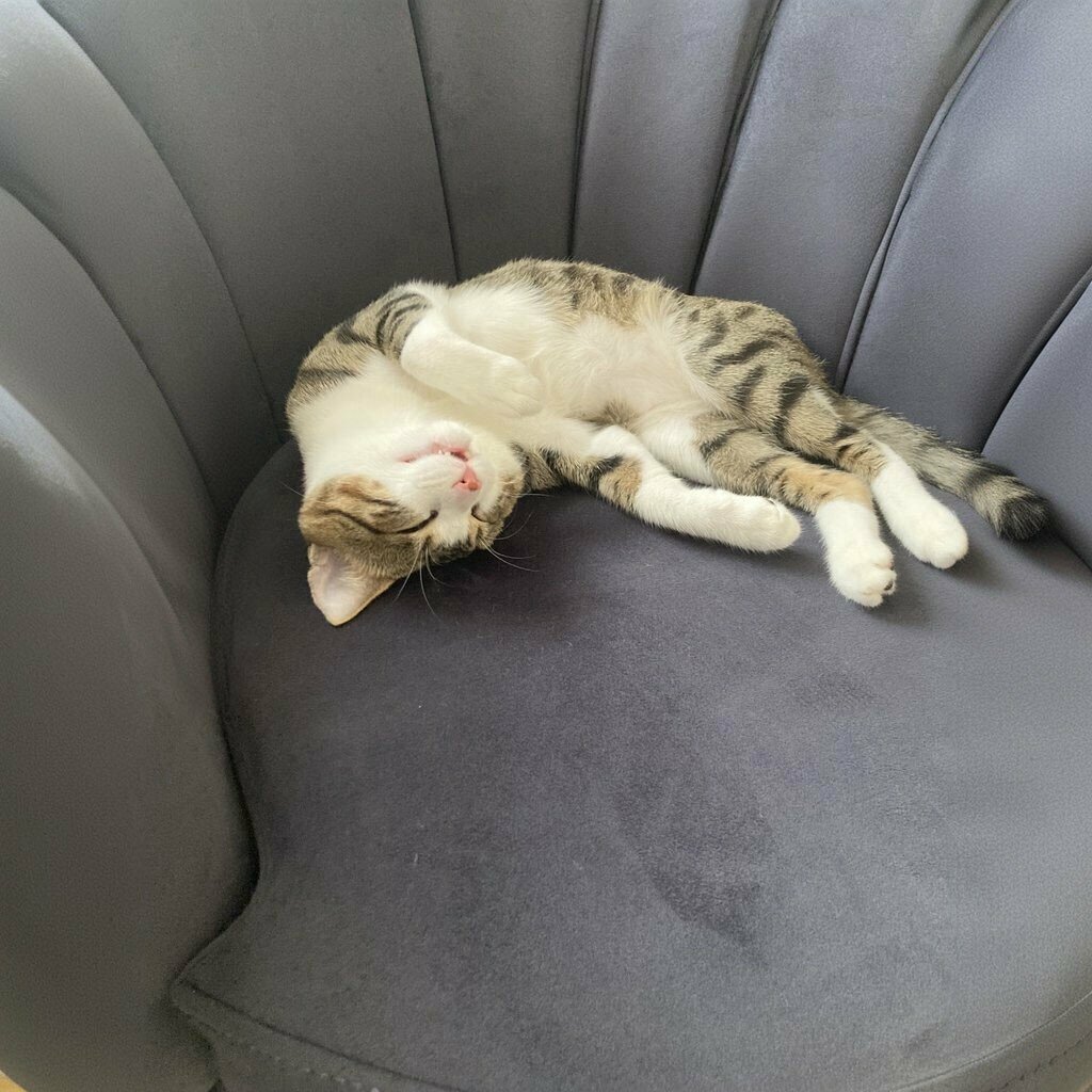 Veterinary clinic Ozgur Veterinarian, Ayvalik, photo