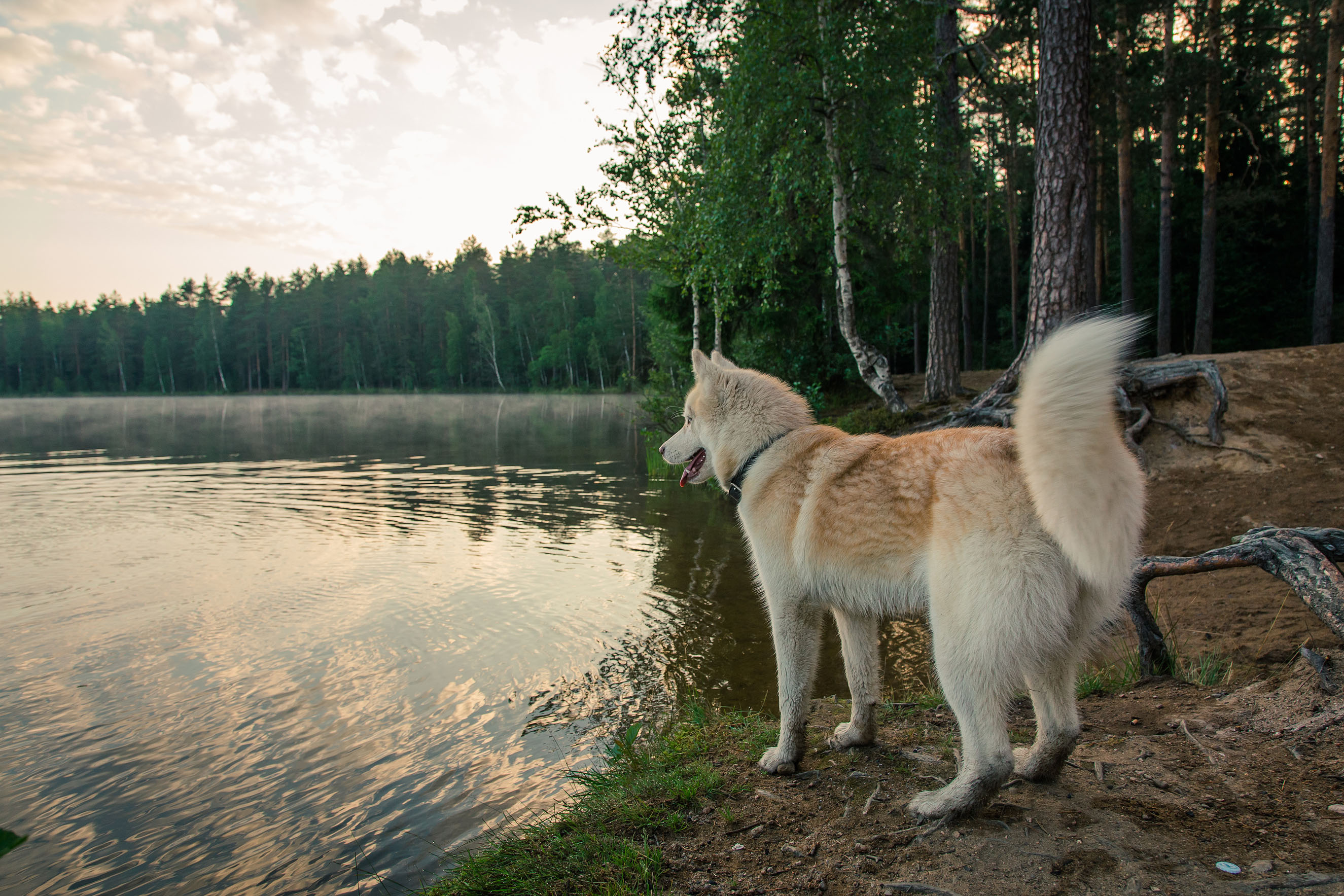 Фото Гармония