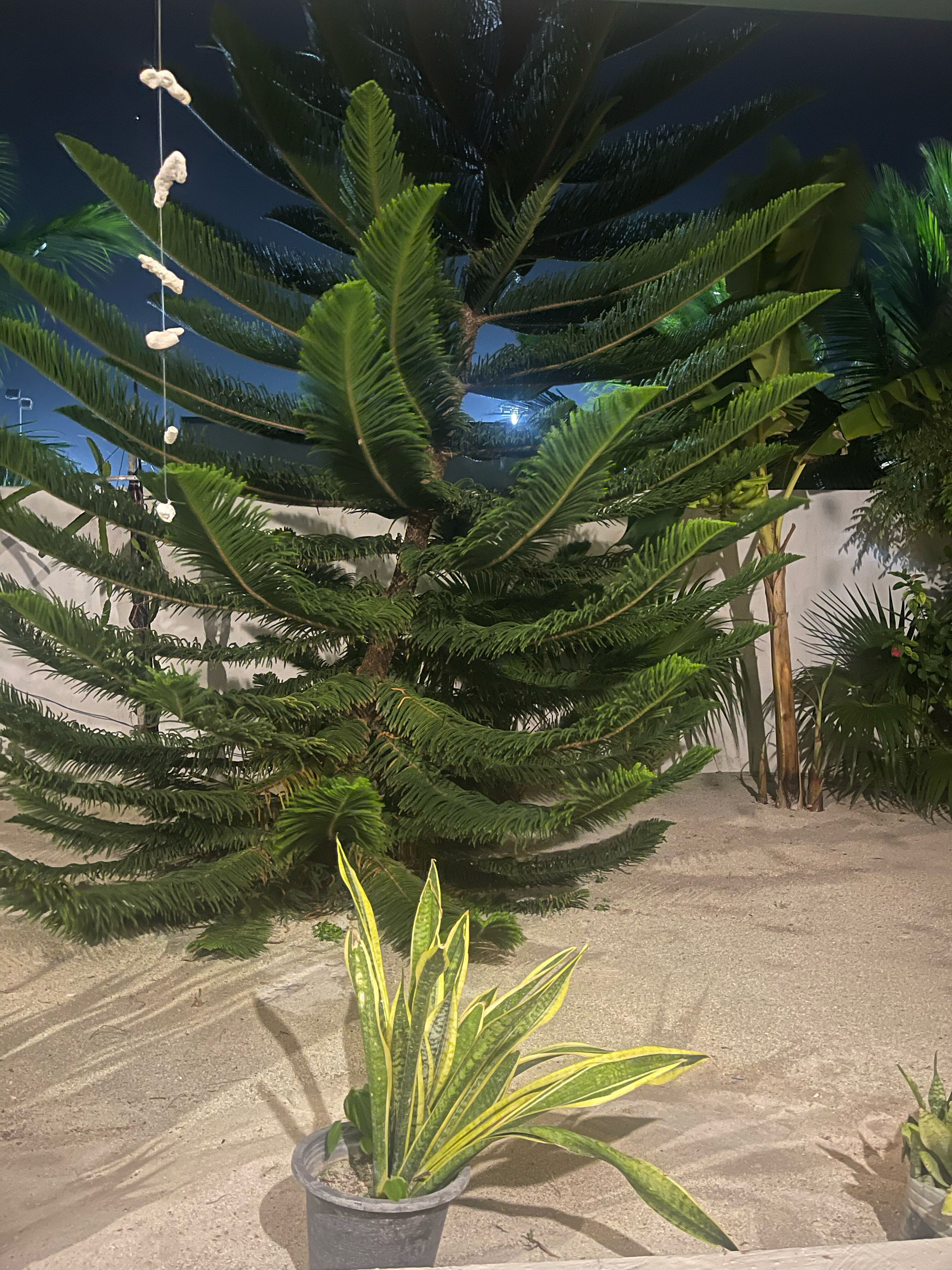 Фото Belvedere Thoddoo