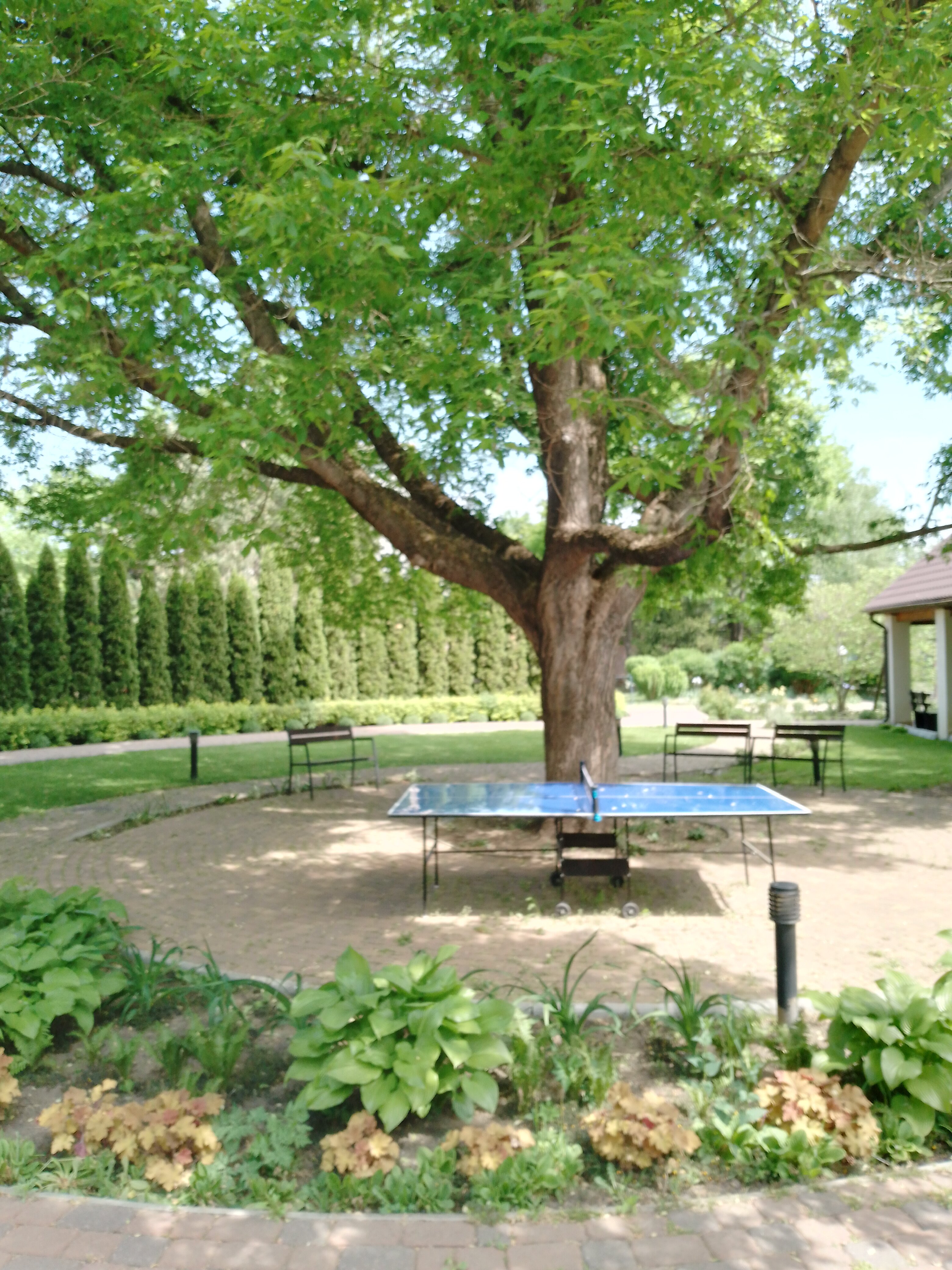 Фото Березки