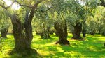 Cube Hill Olives & Olive Oils (İstanbul, Kadikoy, Bostancı Mah., Tayyareci Resmi Sok., 15/1A) ، سوق المزارعين