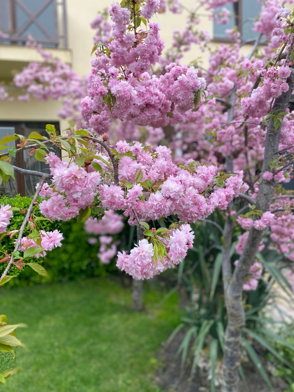 Фото Sineva Del Sol