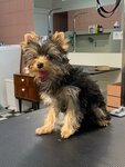 Baby Duke (Volnogo Novgoroda Street, 21), pet salon
